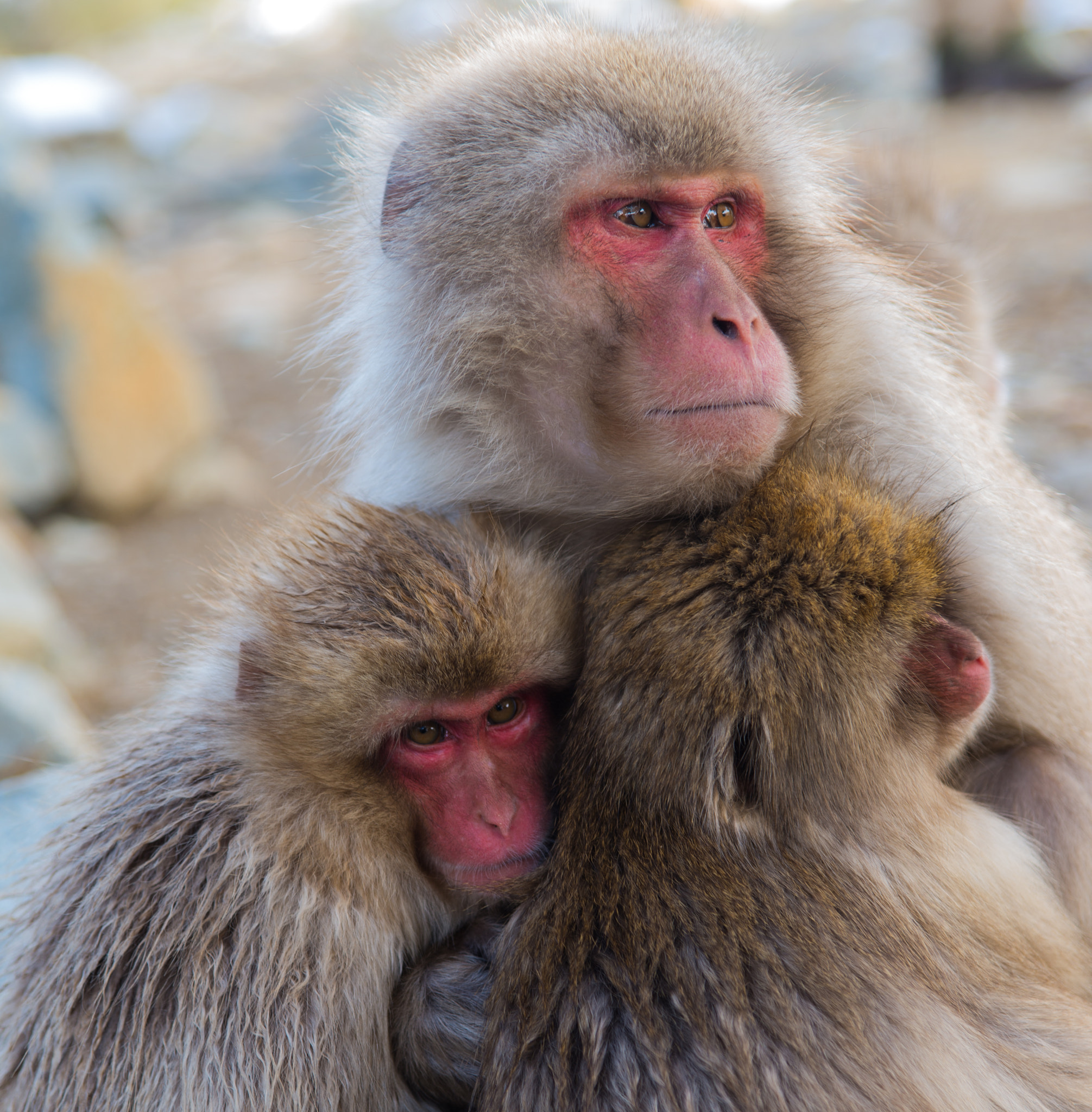 Nikon D610 + Sigma 24-70mm F2.8 EX DG HSM sample photo. Snow monkeys photography