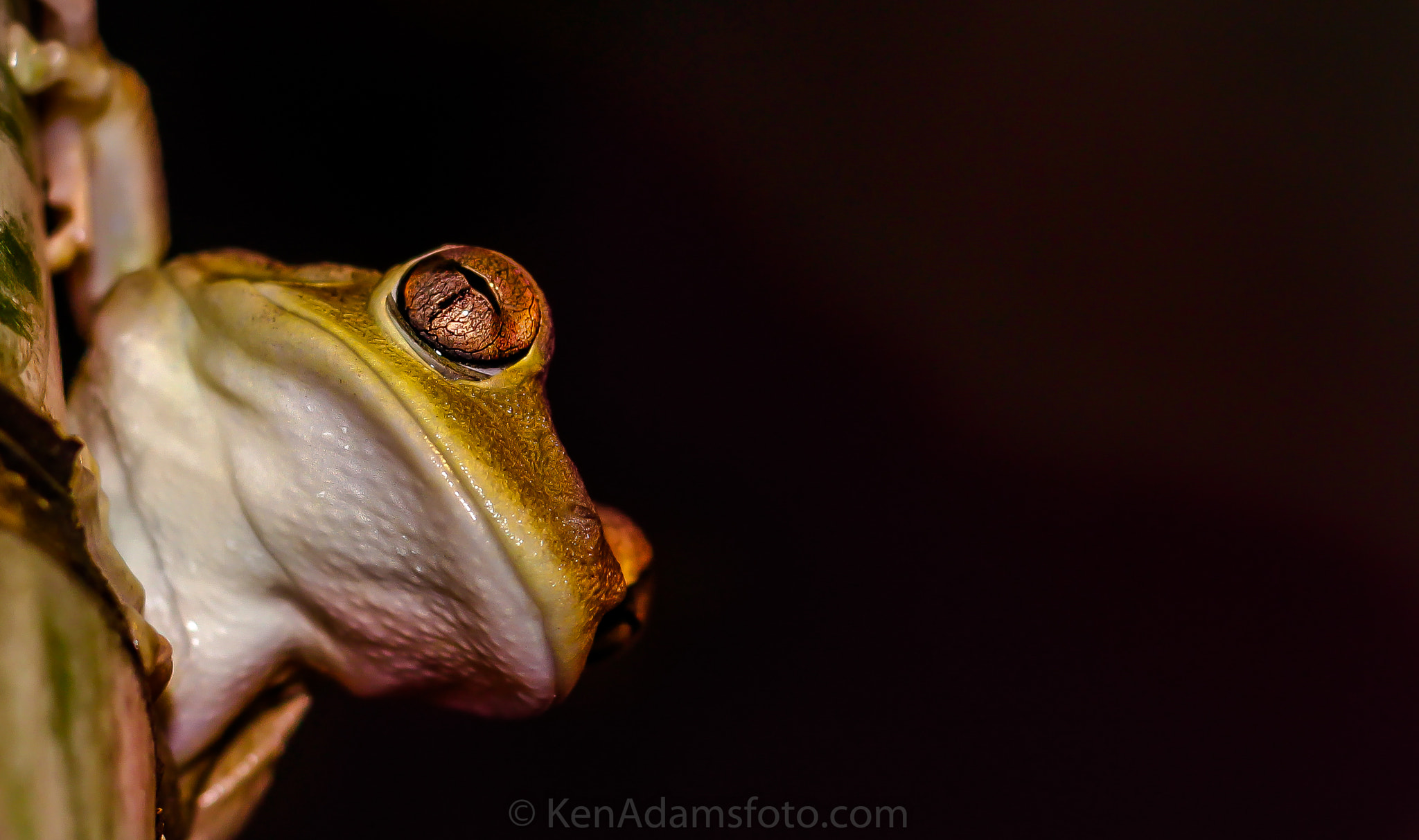 Canon EOS 600D (Rebel EOS T3i / EOS Kiss X5) sample photo. Tree frog photography