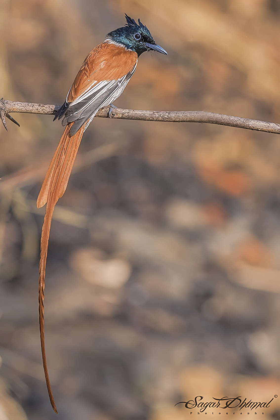 Canon EF 500mm F4L IS II USM sample photo. Asian paradise flycatcher male, photography