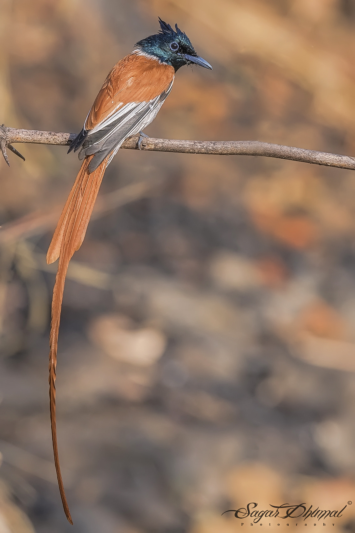 Canon EOS 7D Mark II sample photo. Asian paradise flycatcher male, photography