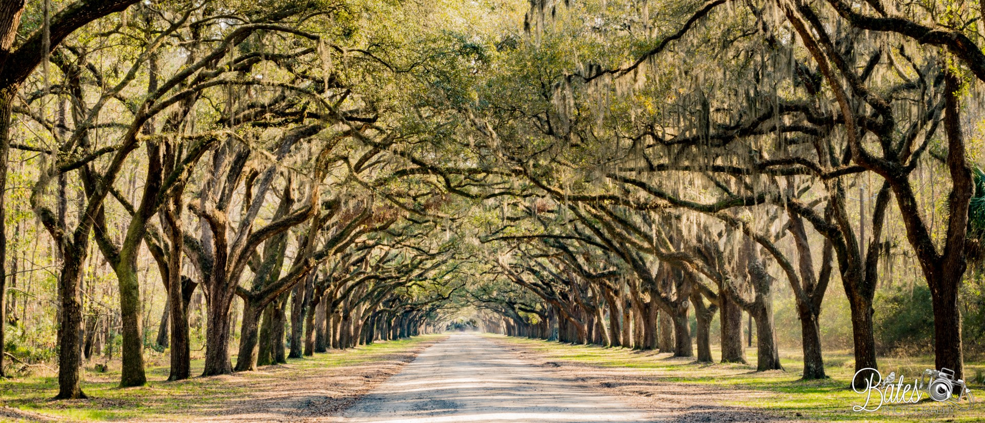 Sony Planar T* FE 50mm F1.4 ZA sample photo. Savannah photography