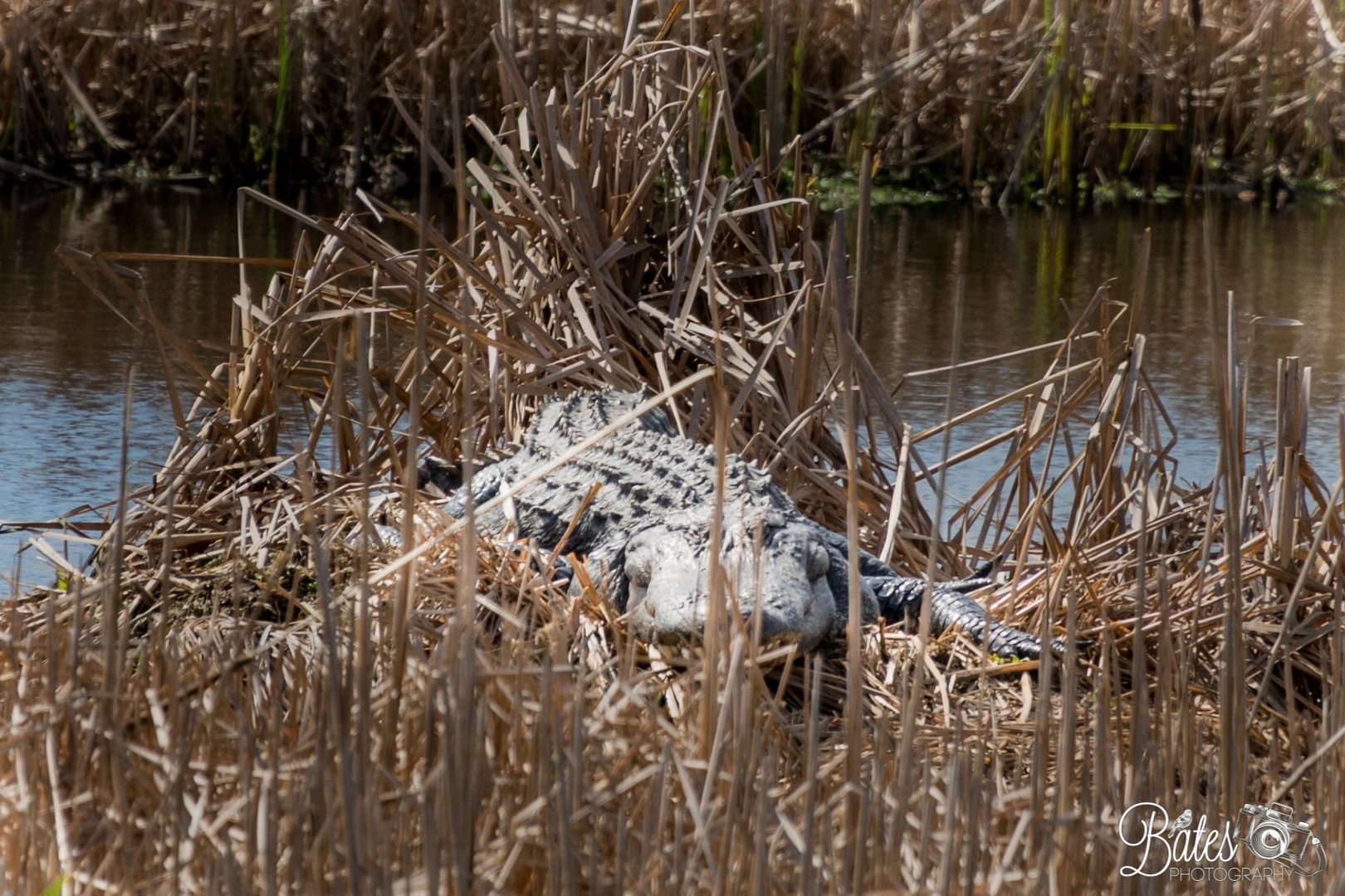 Sony E PZ 18-105mm F4 G OSS sample photo. Savannah photography
