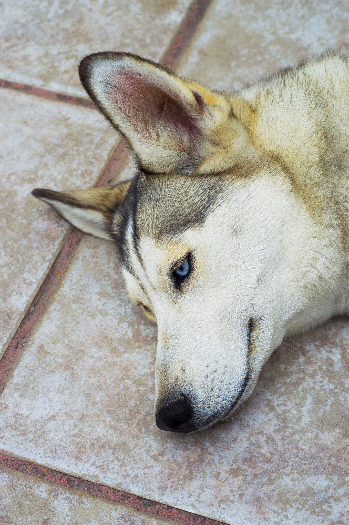 Nikon D3200 + Nikon AF Nikkor 50mm F1.8D sample photo. Luna photography