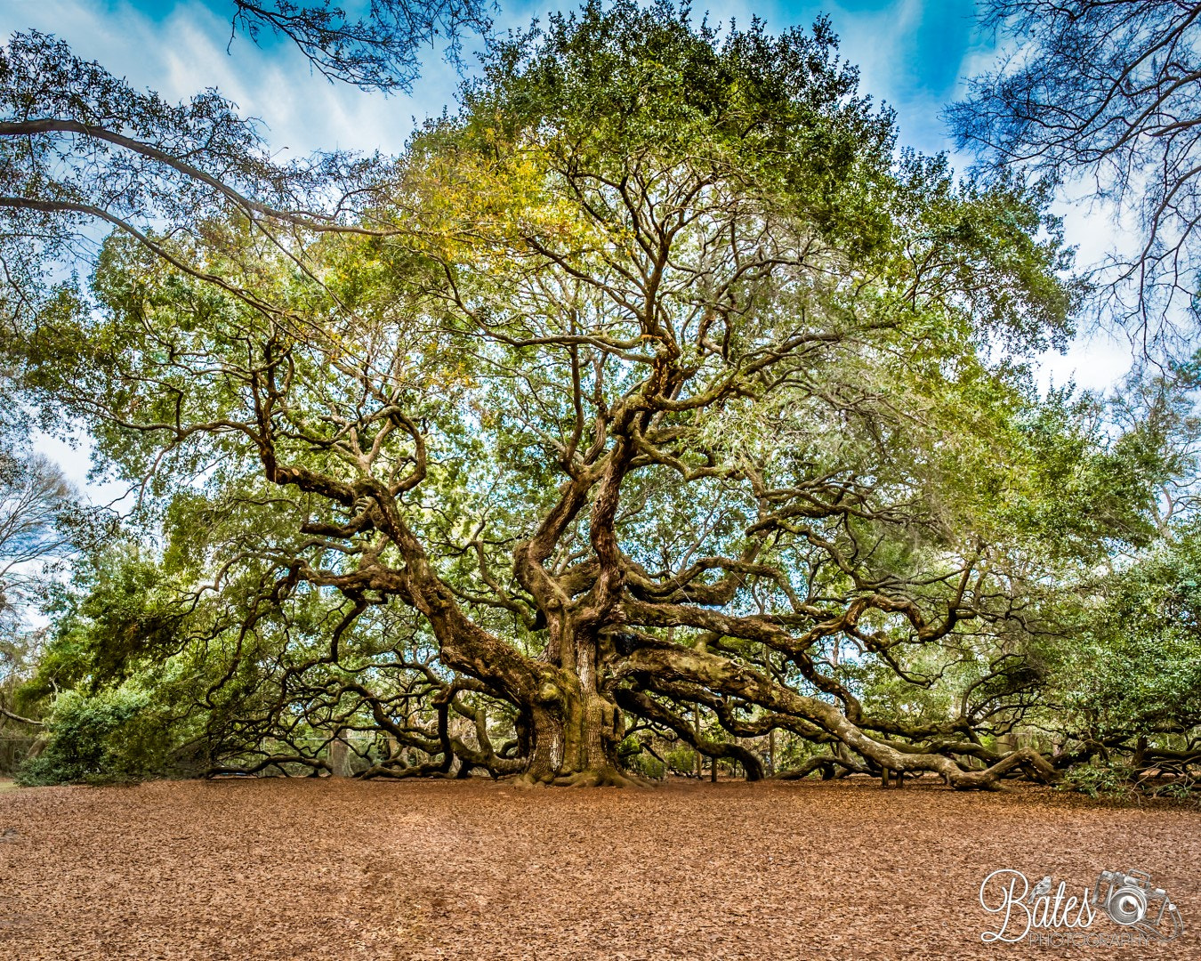 ZEISS Touit 12mm F2.8 sample photo. Angel oak photography