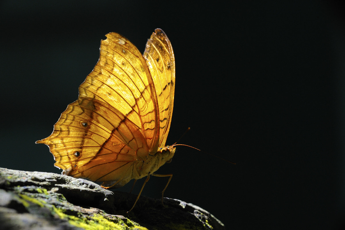 Nikon D3 + Nikon AF Micro-Nikkor 200mm F4D ED-IF sample photo. Wings photography