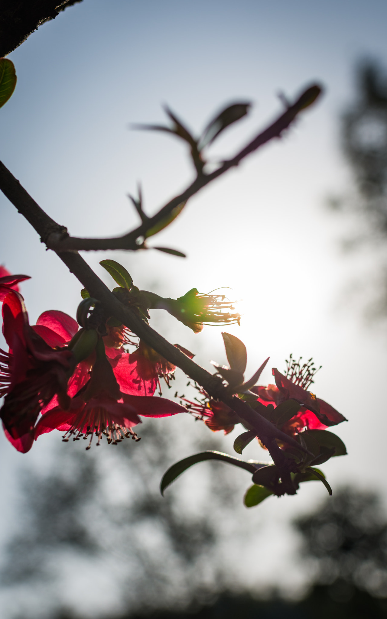 Nikon D7200 + Nikon AF-S Nikkor 35mm F1.8G ED sample photo. Morning light photography