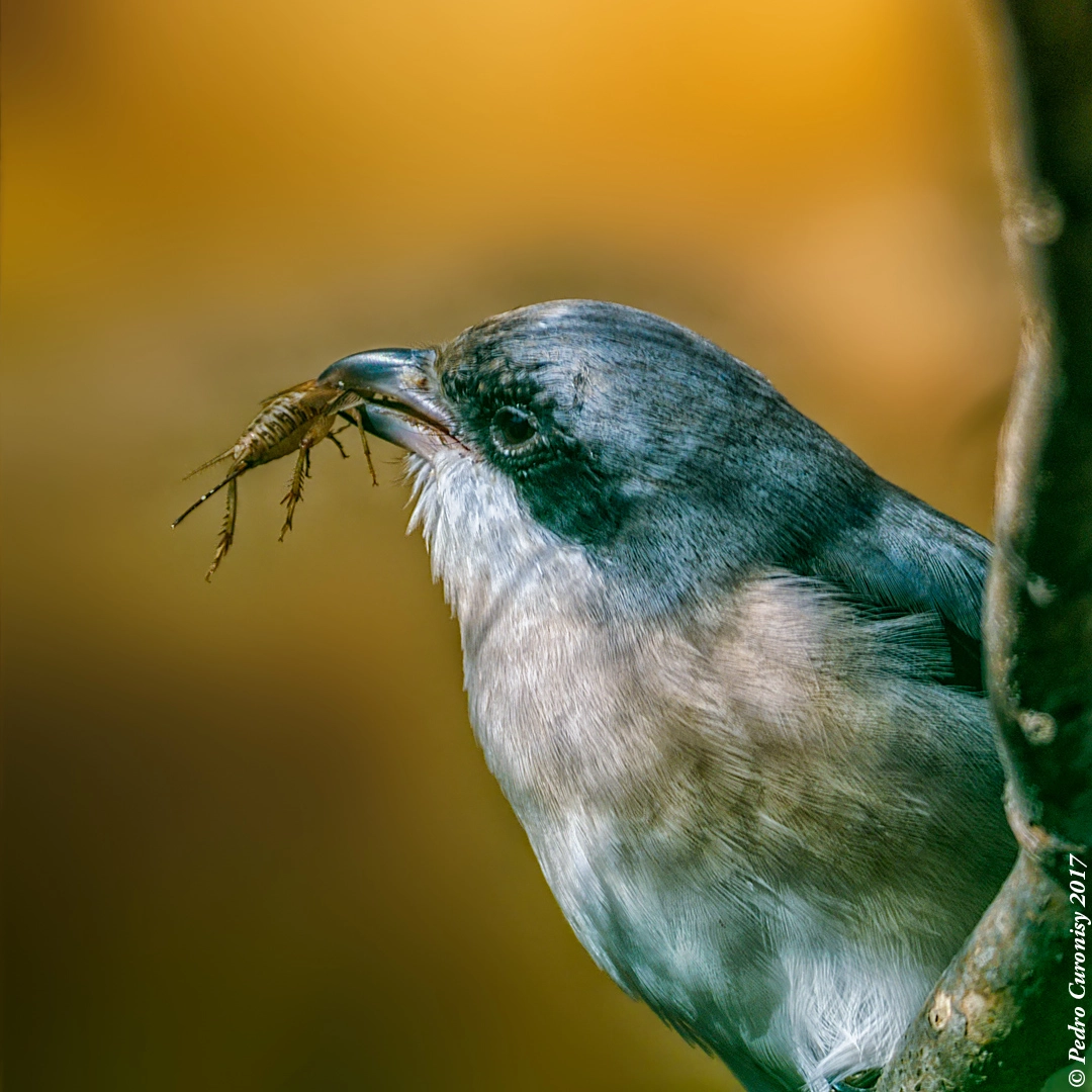 Olympus OM-D E-M1 Mark II + OLYMPUS M.300mm F4.0 sample photo. Alcaudón chico photography