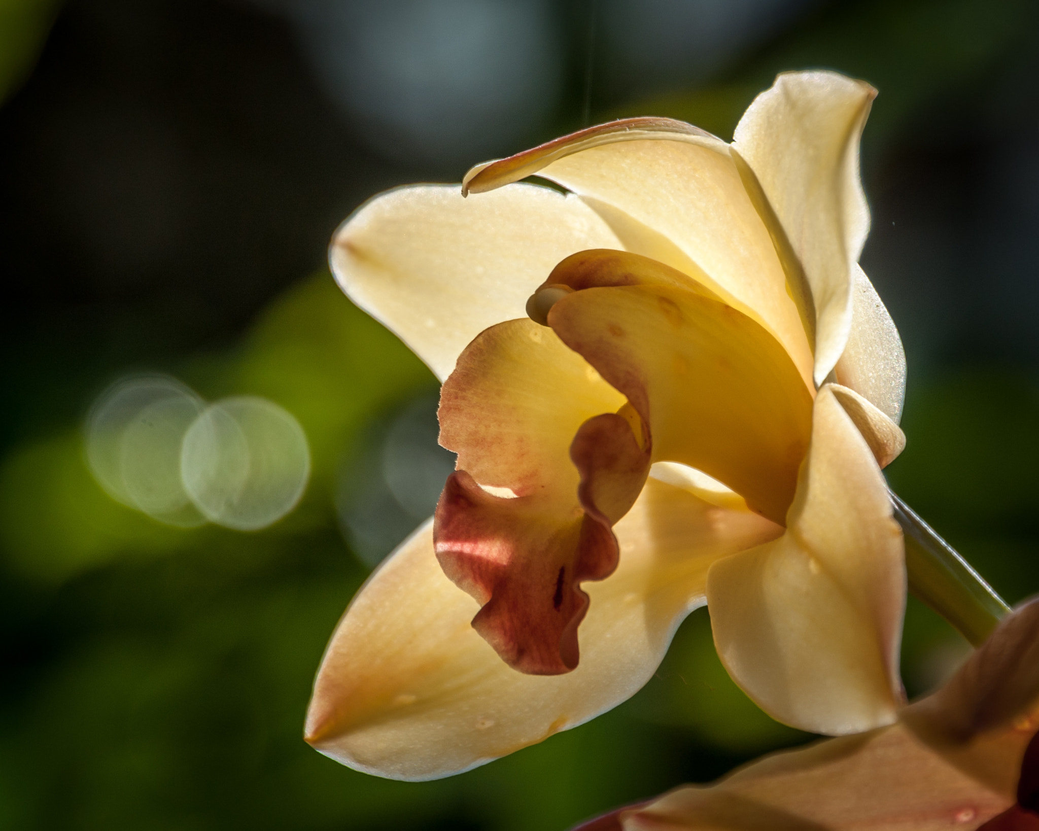 Nikon D300 + Nikon AF-S Nikkor 28-300mm F3.5-5.6G ED VR sample photo. Orchid botanic gardens photography