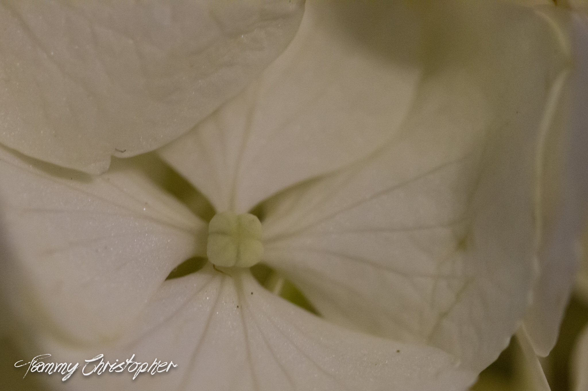 Sigma 105mm F2.8 EX DG OS HSM sample photo. Beauty of spring photography