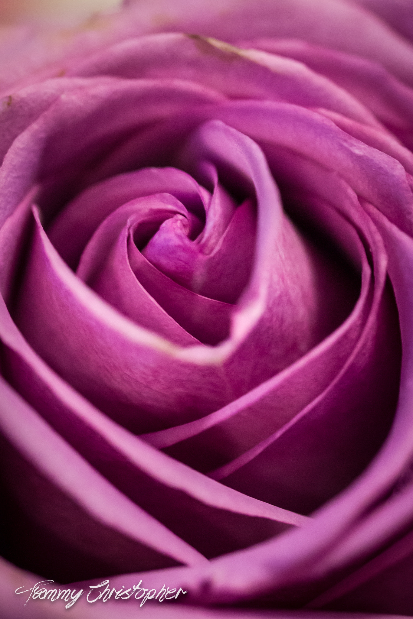 Sigma 105mm F2.8 EX DG OS HSM sample photo. Beauty of spring photography