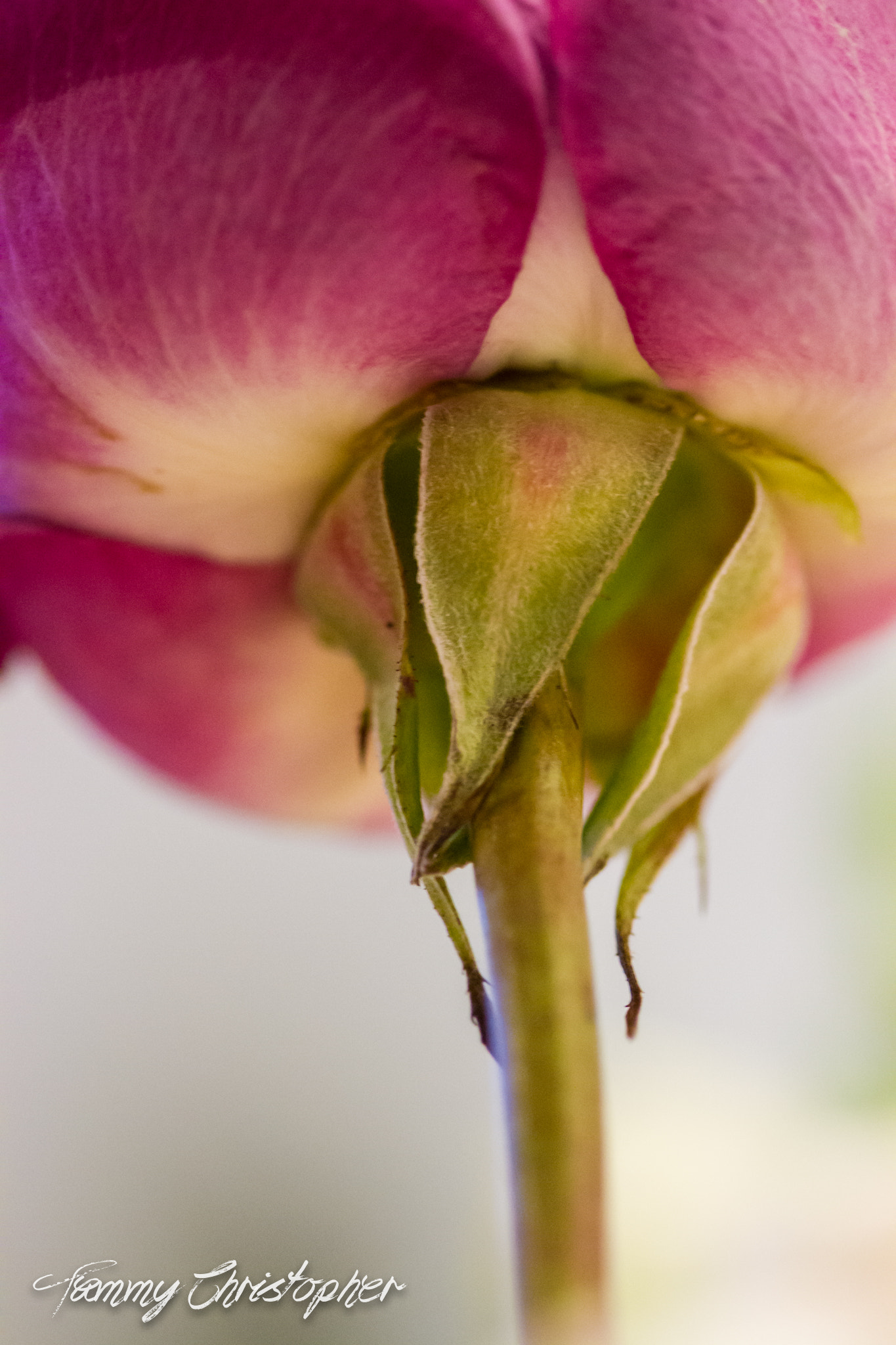 Sigma 105mm F2.8 EX DG OS HSM sample photo. Beauty of spring photography