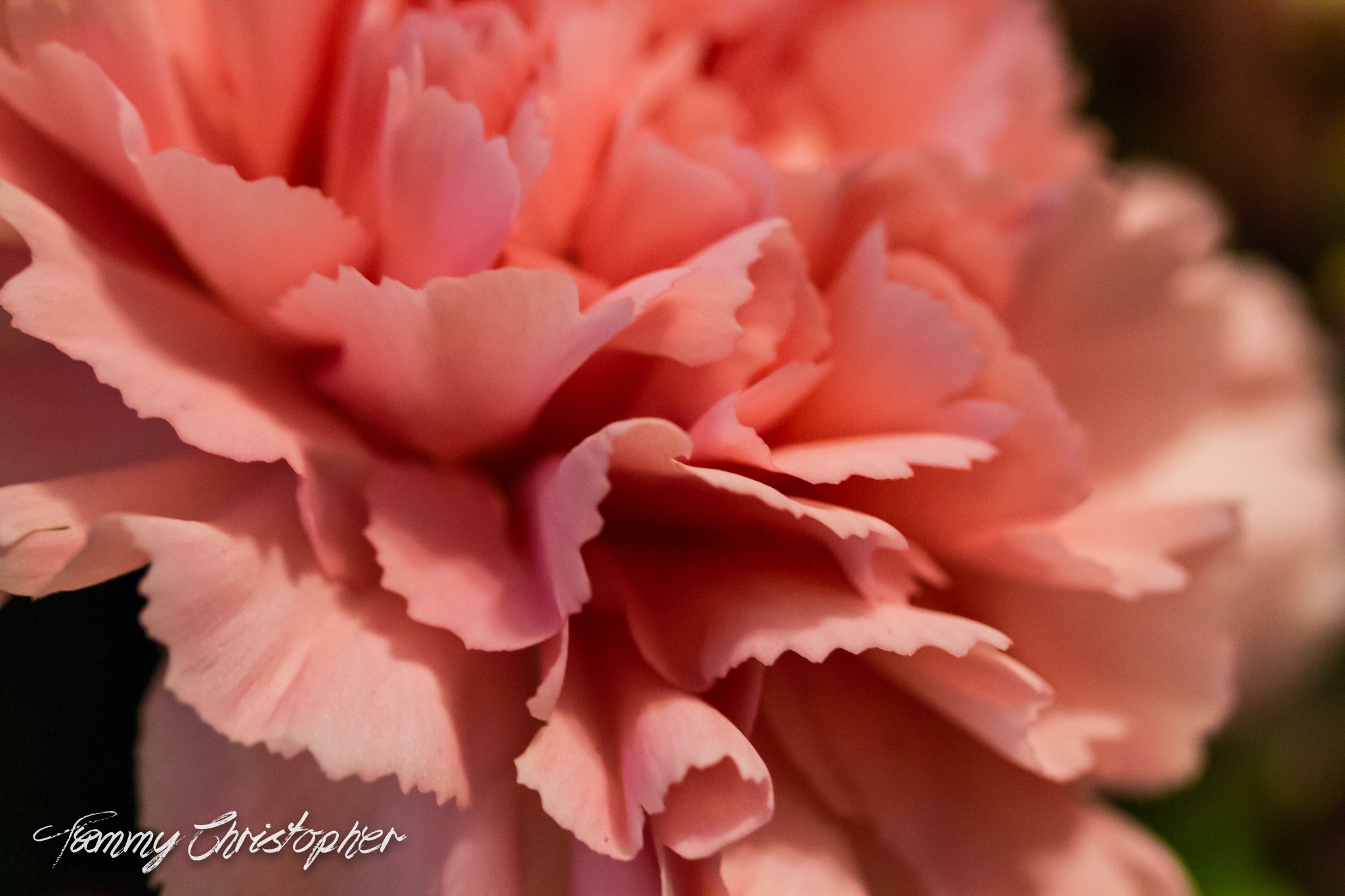 Sigma 105mm F2.8 EX DG OS HSM sample photo. Beauty of spring photography