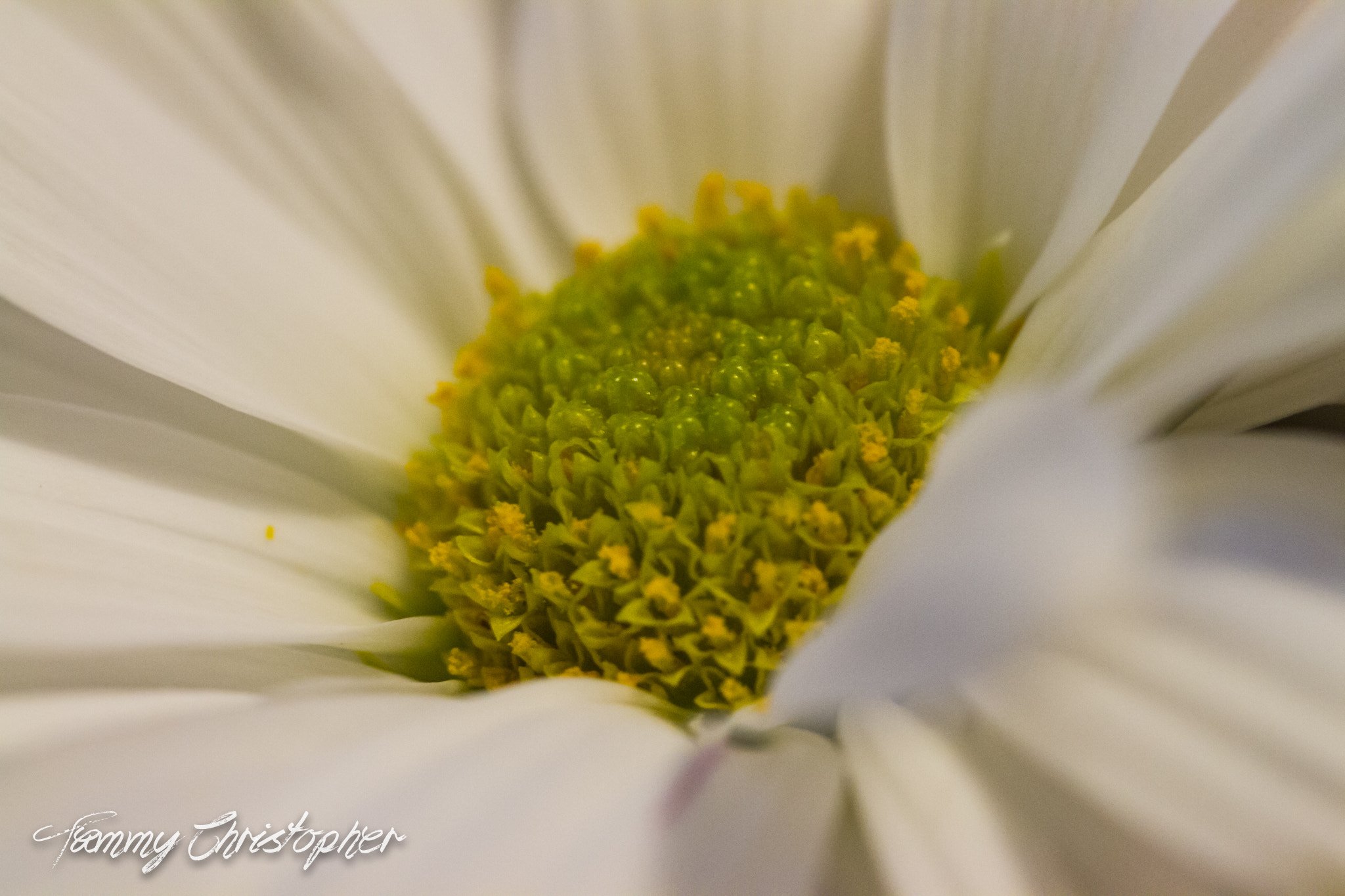 Sigma 105mm F2.8 EX DG OS HSM sample photo. Beauty of spring photography