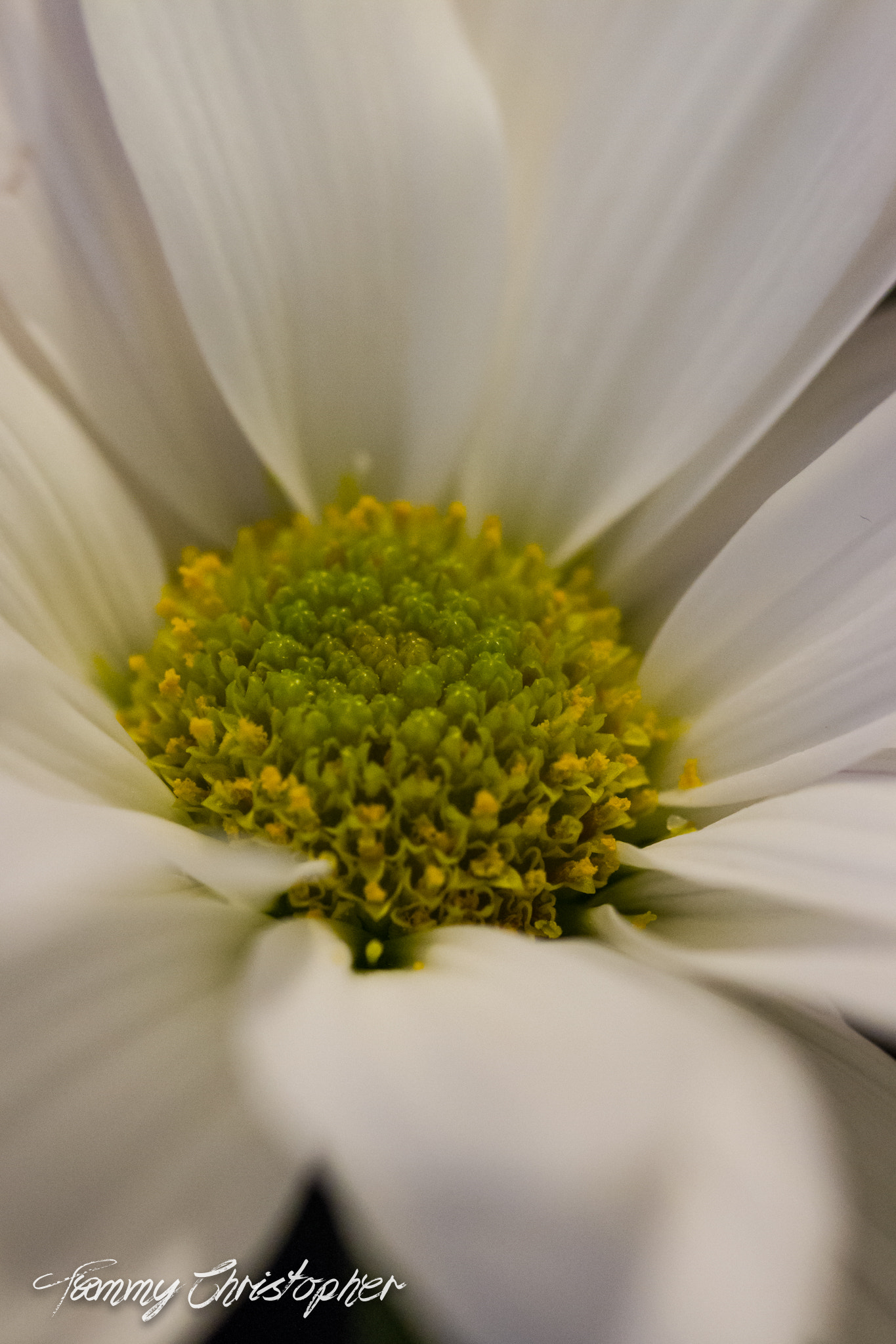 Sigma 105mm F2.8 EX DG OS HSM sample photo. Beauty of spring photography