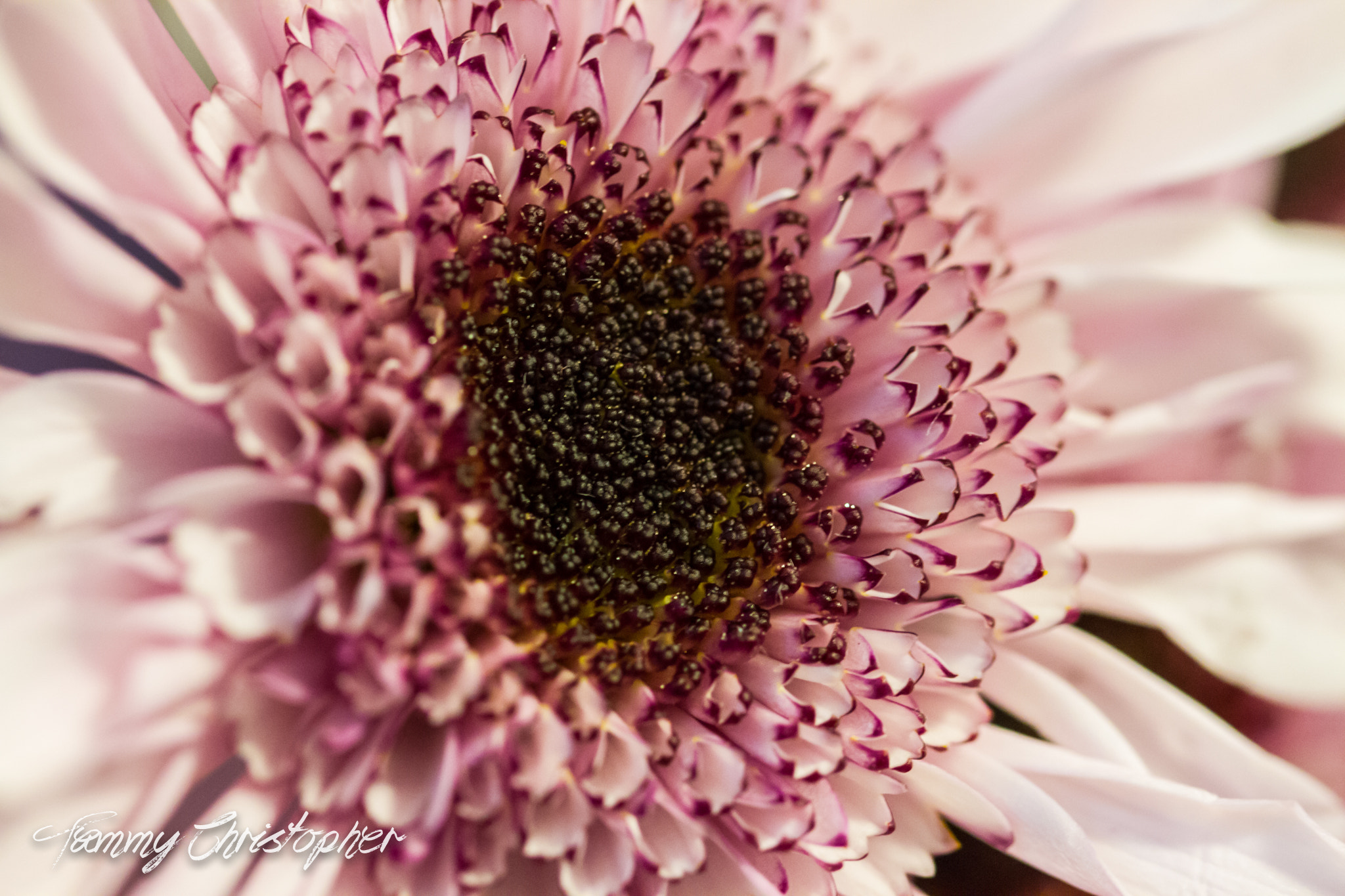 Sigma 105mm F2.8 EX DG OS HSM sample photo. Beauty of spring photography