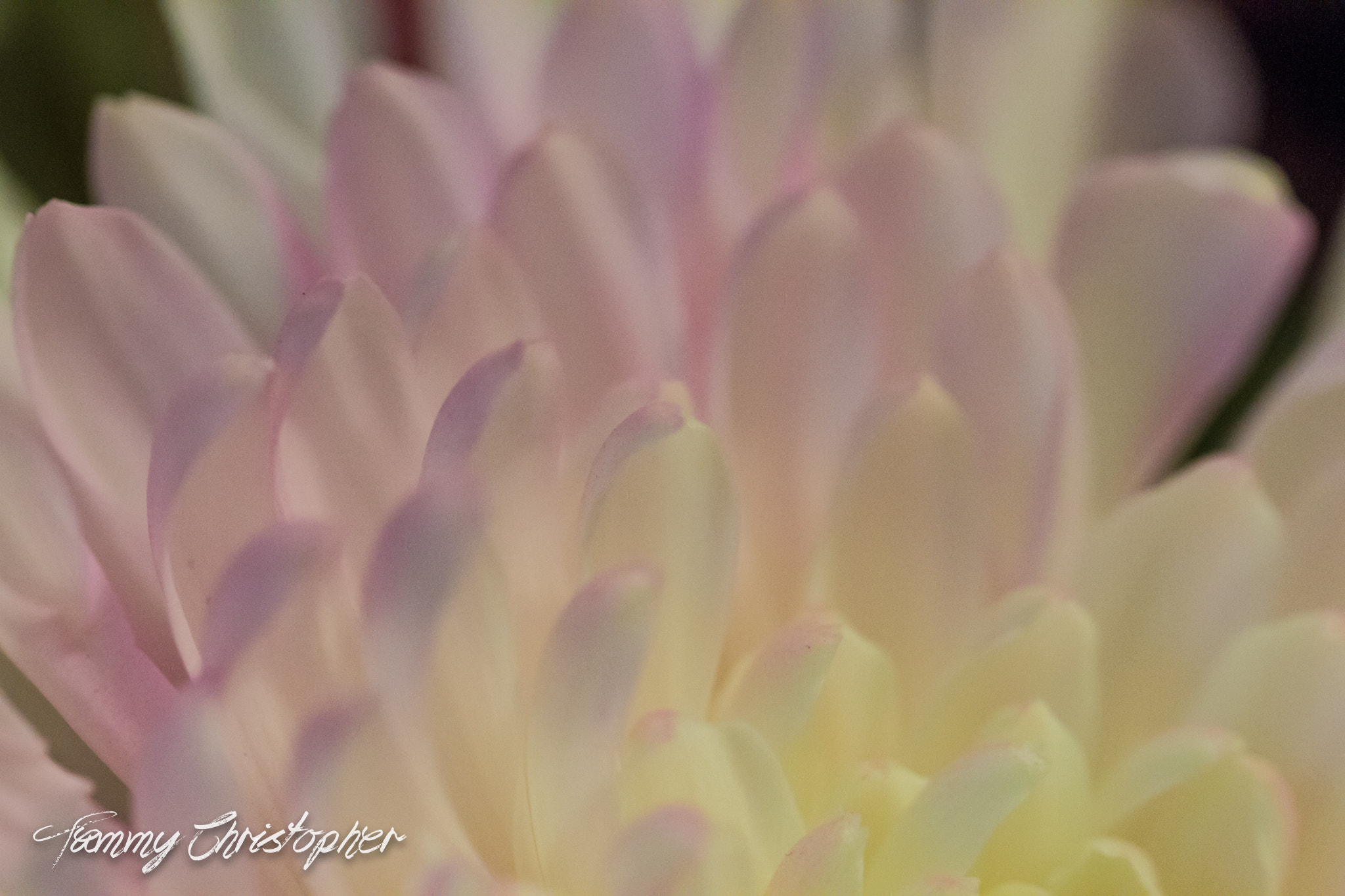Sigma 105mm F2.8 EX DG OS HSM sample photo. Beauty of spring photography