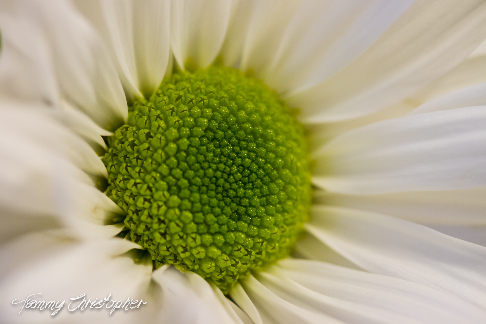 Sigma 105mm F2.8 EX DG OS HSM sample photo. Beauty of spring photography
