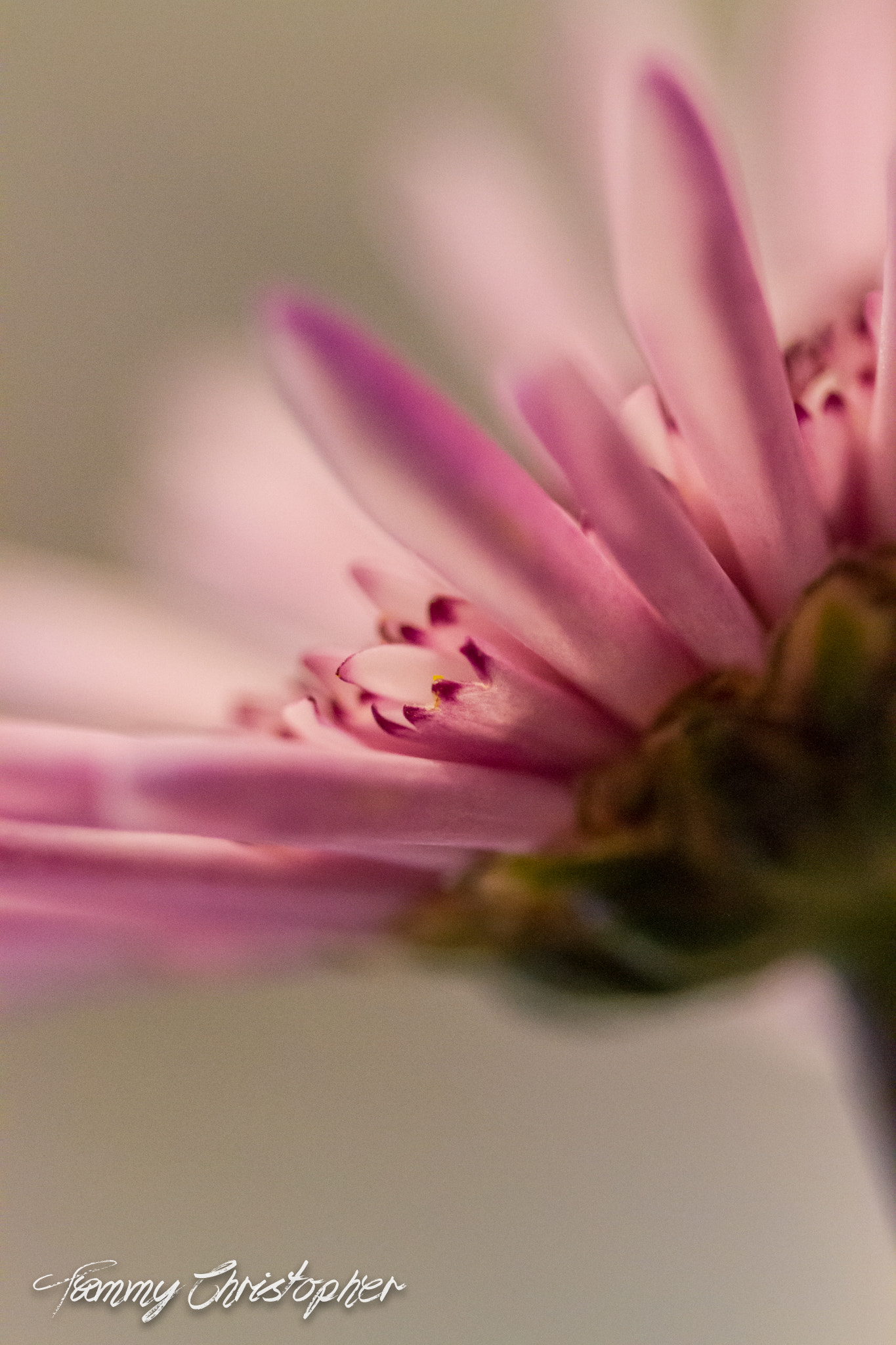 Sigma 105mm F2.8 EX DG OS HSM sample photo. Beauty of spring photography