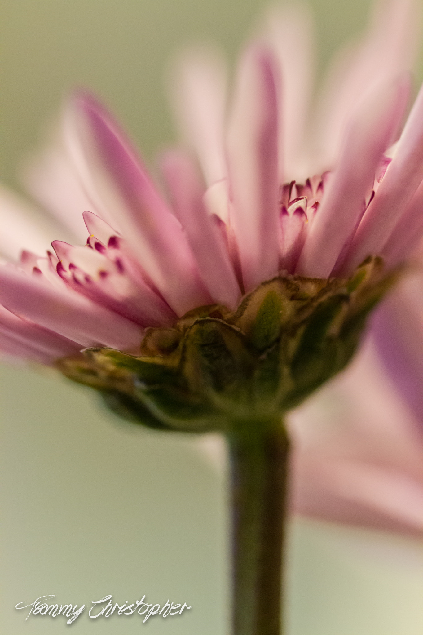 Sigma 105mm F2.8 EX DG OS HSM sample photo. Beauty of spring photography