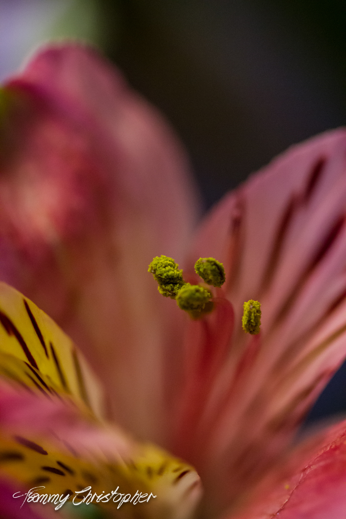 Sigma 105mm F2.8 EX DG OS HSM sample photo. Beauty of spring photography