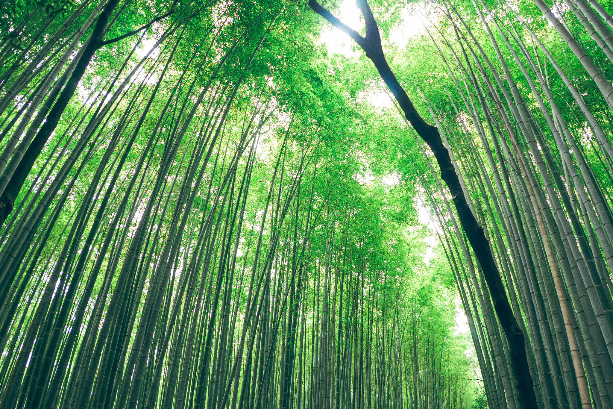 Sony a7 + FE 21mm F2.8 sample photo. Bamboo grove, kyoto, japan photography