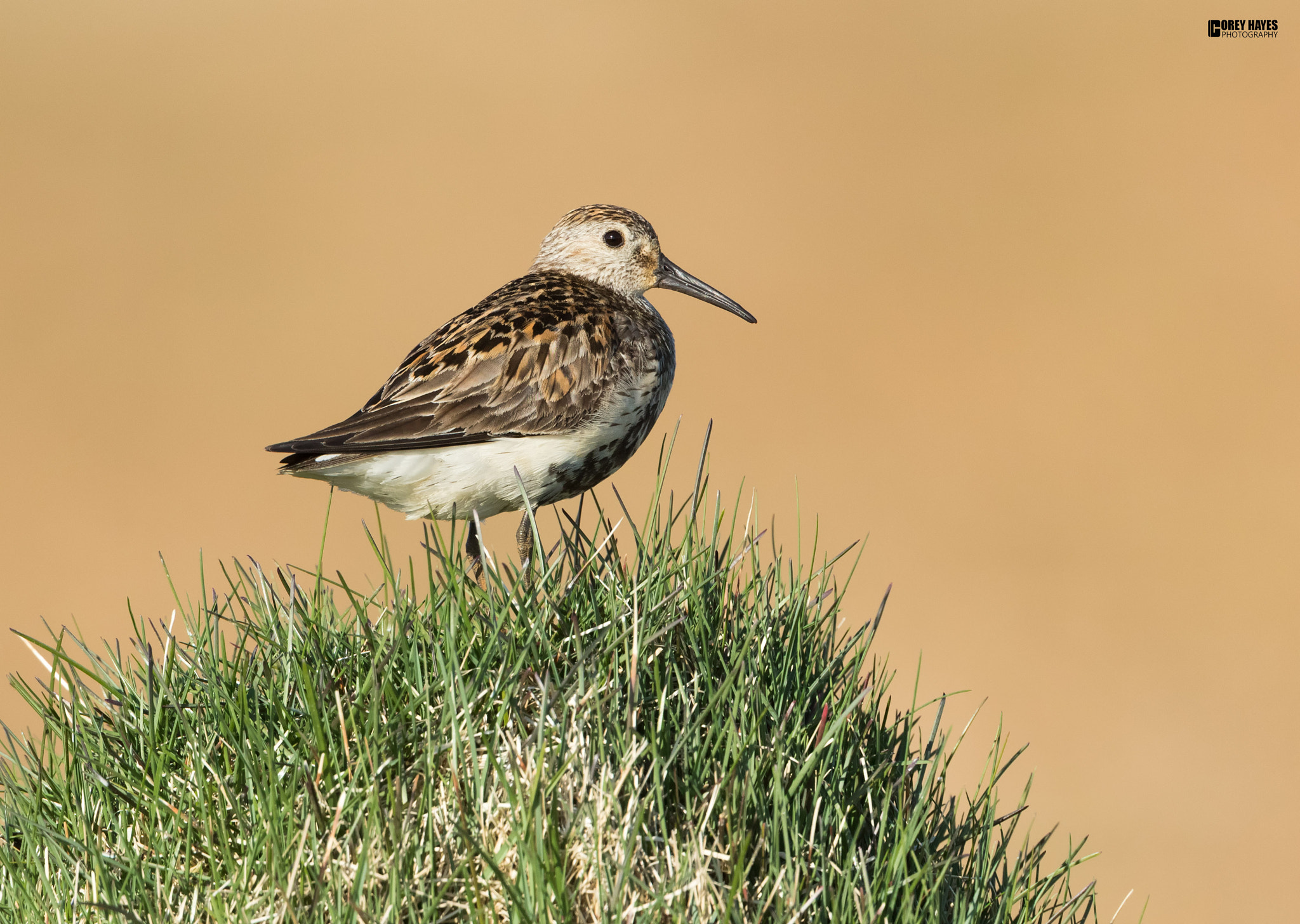 Canon EF 500mm F4L IS USM sample photo. Dunlin photography