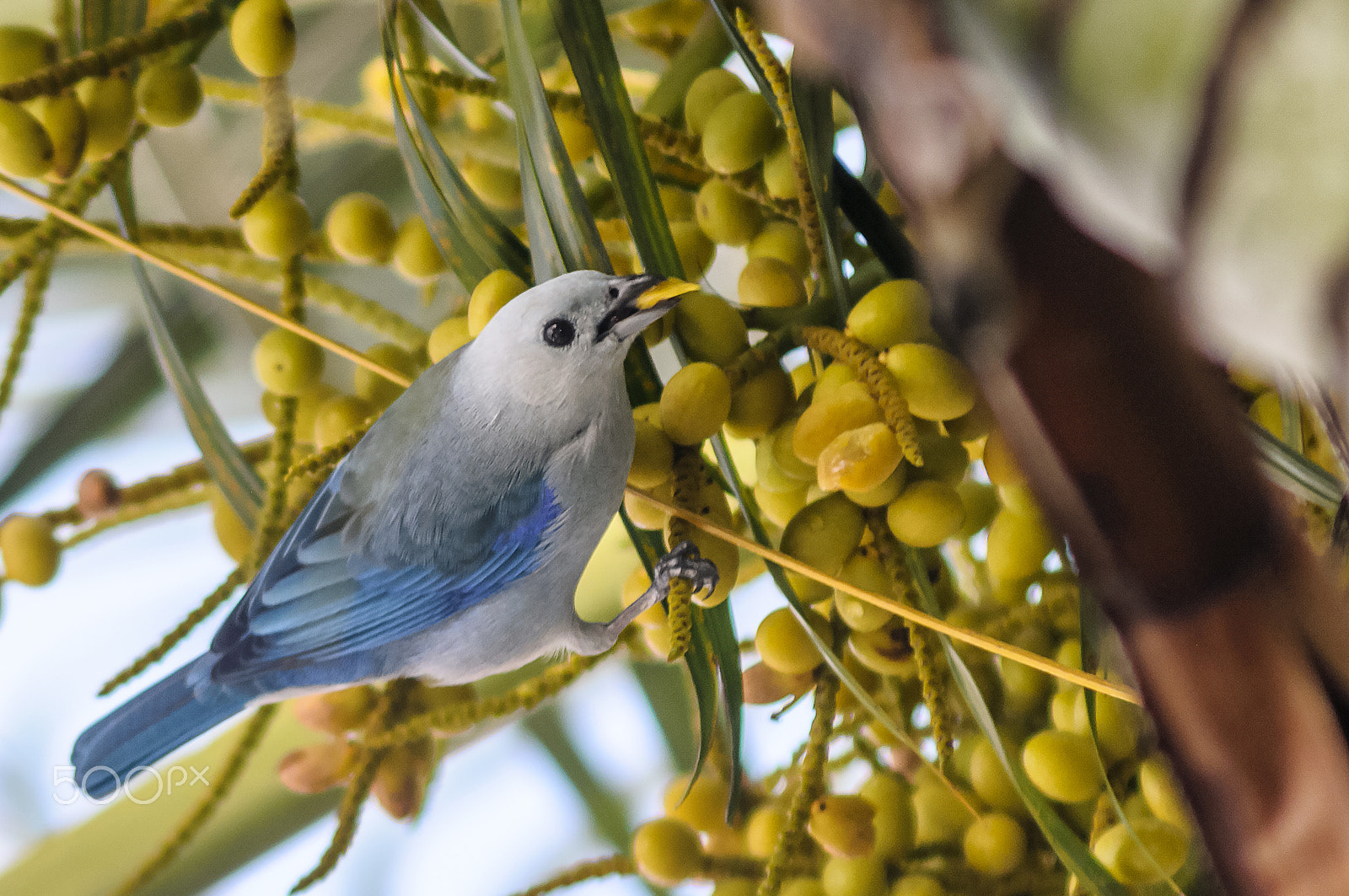 AF Zoom-Nikkor 75-300mm f/4.5-5.6 sample photo. Blue jay photography