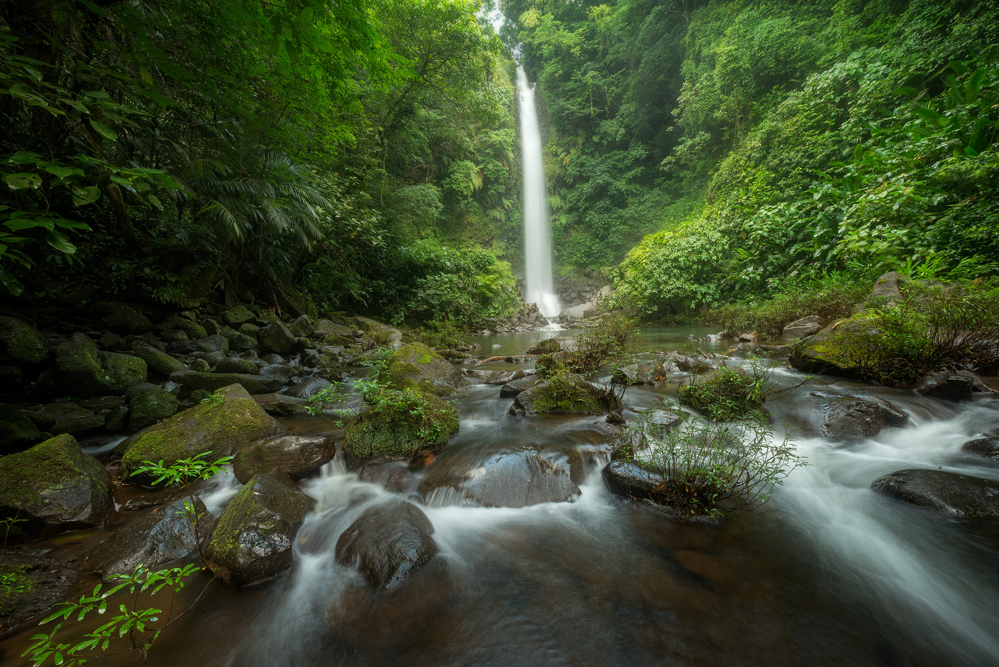 Nikon D800 + Sigma 14mm F2.8 EX Aspherical HSM sample photo. Rainforest catemaco, veracruz, méxico photography