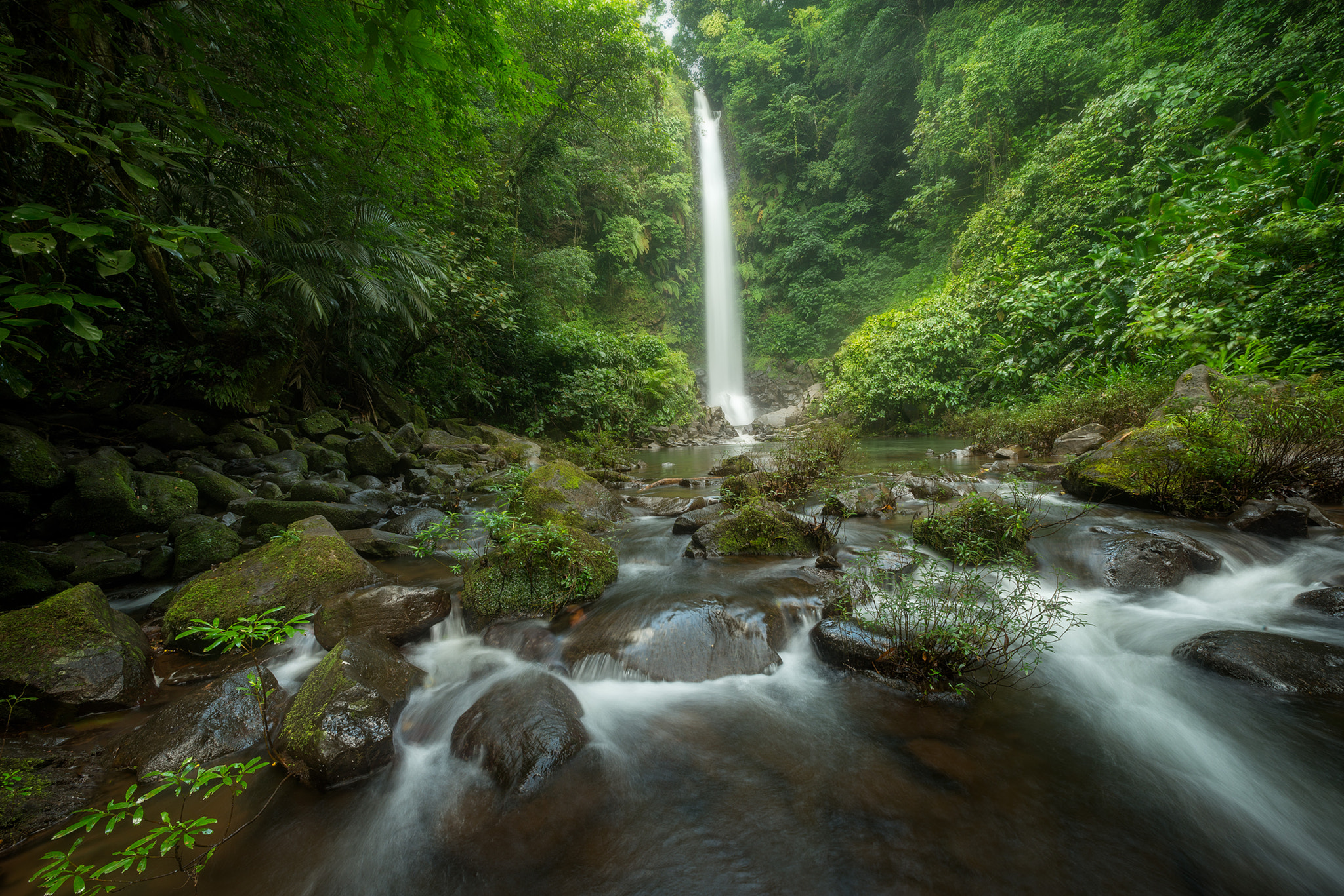 Sigma 14mm F2.8 EX Aspherical HSM sample photo. Rainforest catemaco, veracruz, méxico photography