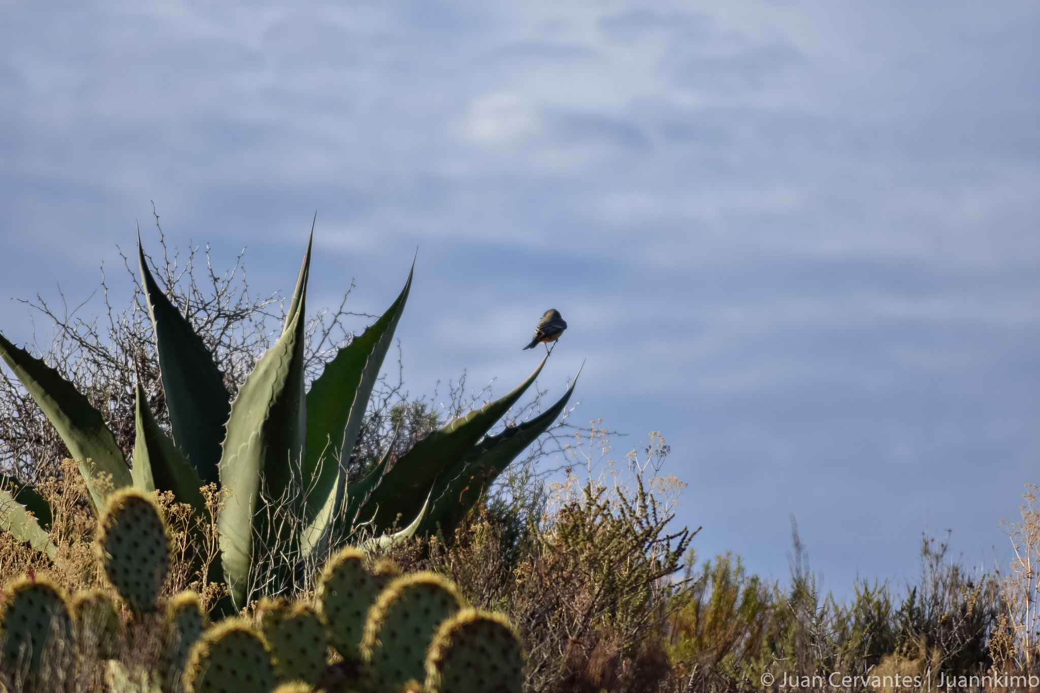 Nikon D3400 sample photo. Cactus and bird photography