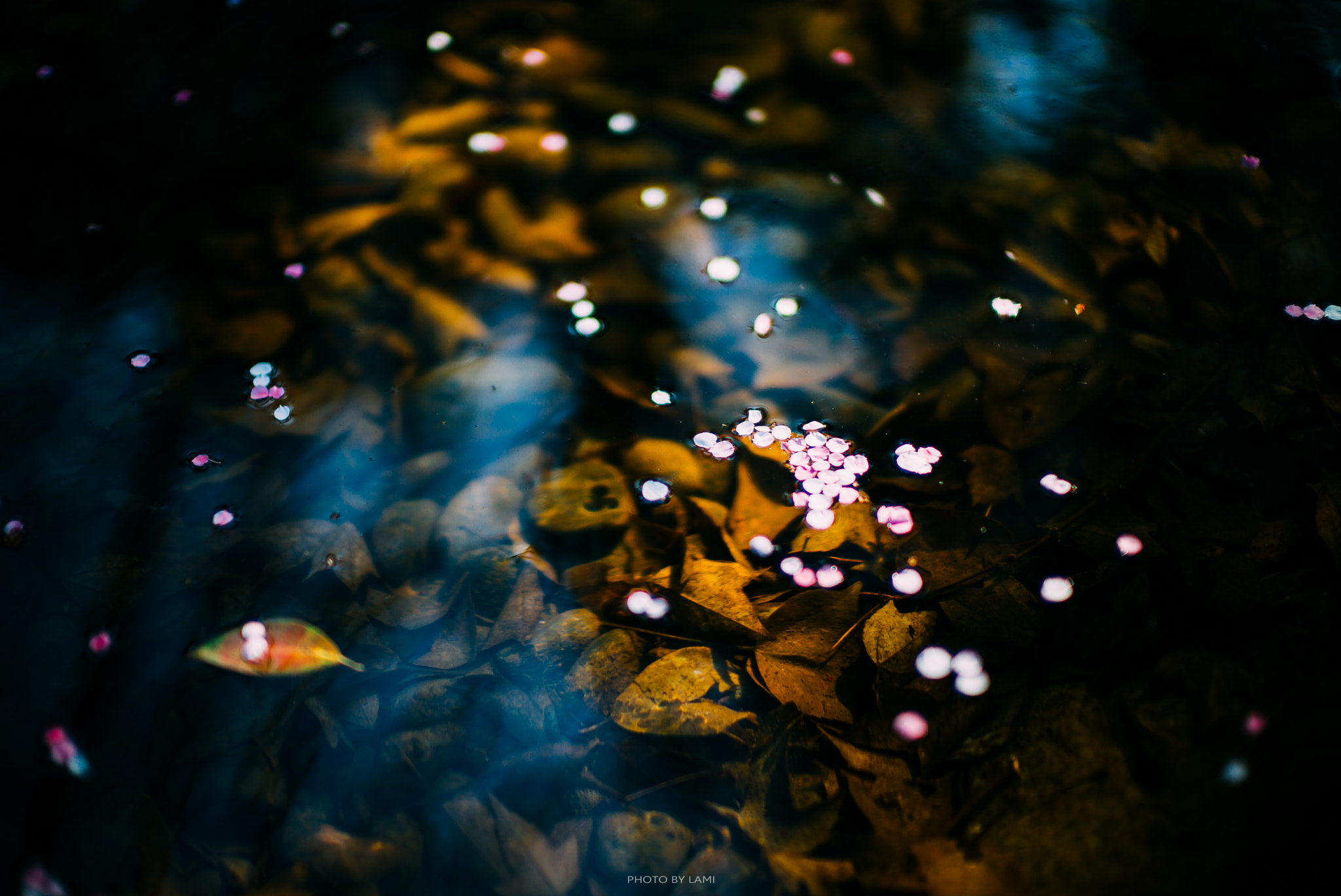 Leica Noctilux-M 50mm F0.95 ASPH sample photo. Sakura photography