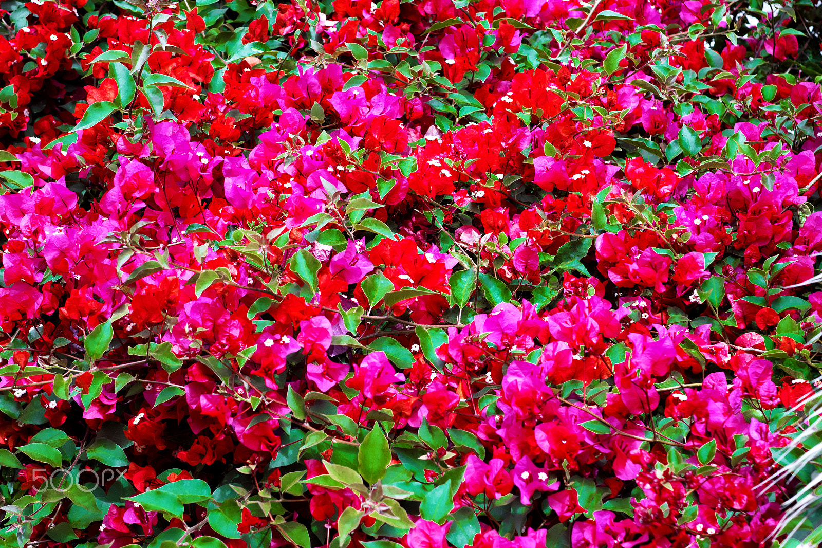 Panasonic Lumix DMC-GH4 + Sigma 30mm F1.4 DC DN | C sample photo. Flowers photography