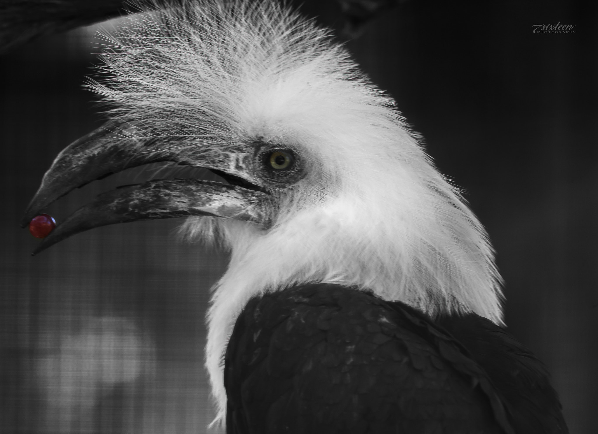 Nikon D500 + Nikon AF-S Nikkor 300mm F4D ED-IF sample photo. White-crowned hornbill photography