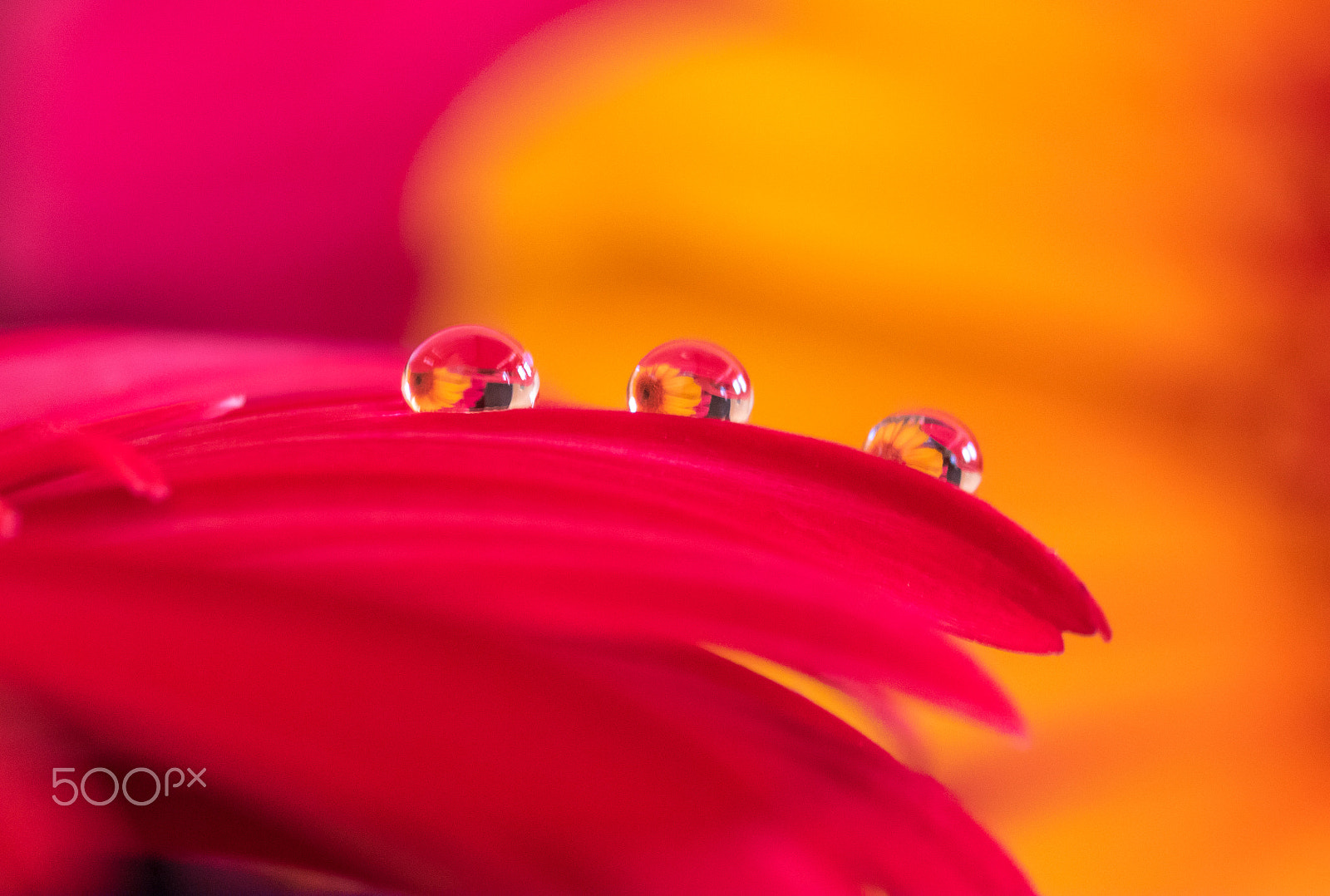 Canon EF 100mm F2.8L Macro IS USM sample photo. ***almost same*** photography