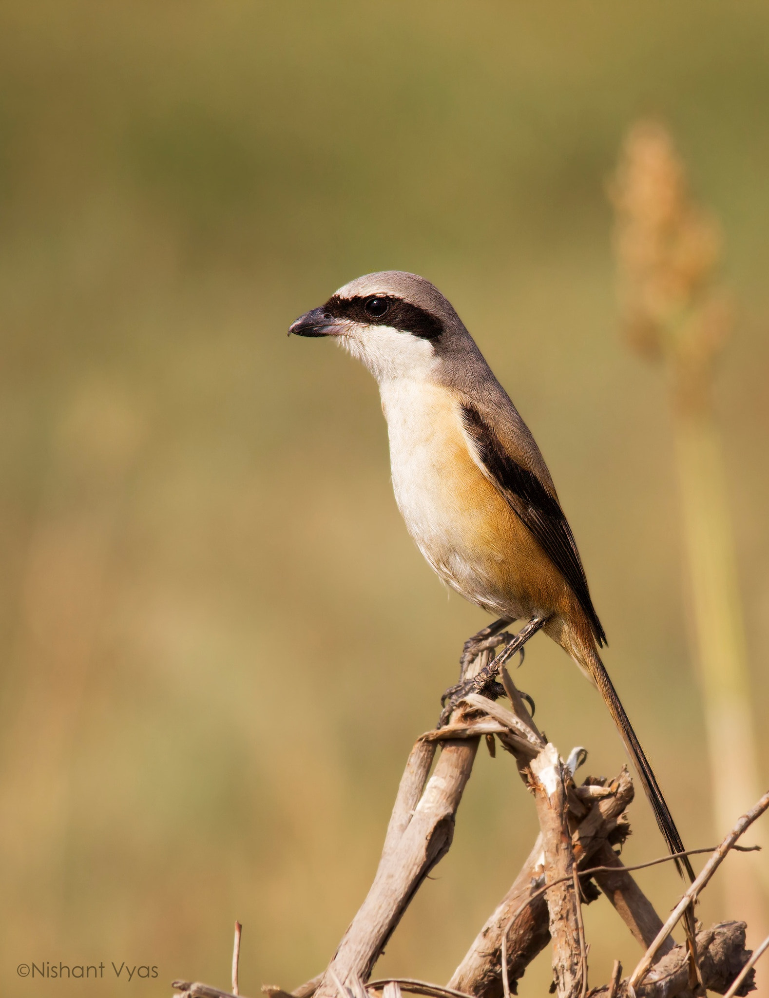 Sigma 150-500mm F5-6.3 DG OS HSM sample photo. Shrike photography