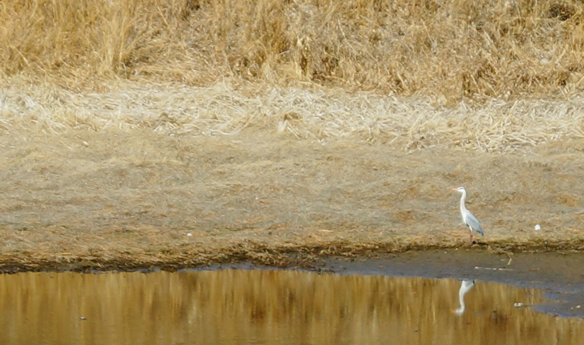 Sony DT 18-55mm F3.5-5.6 SAM II sample photo. The rural scene of korea photography