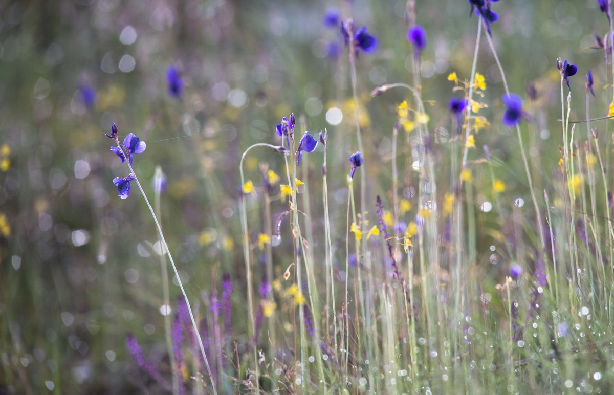 Sigma 150-500mm F5-6.3 DG OS HSM sample photo