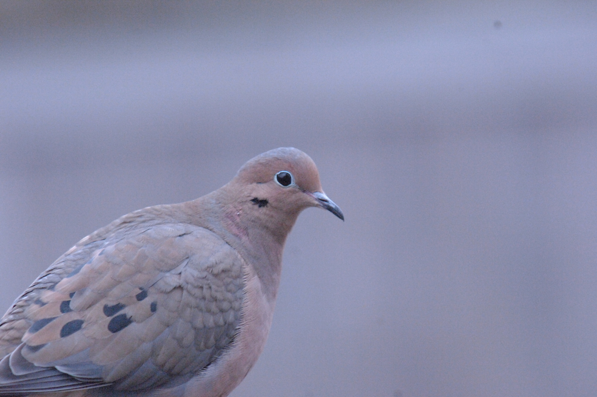 Nikon D2Xs sample photo. Mourning dove. cambridge, maz photography