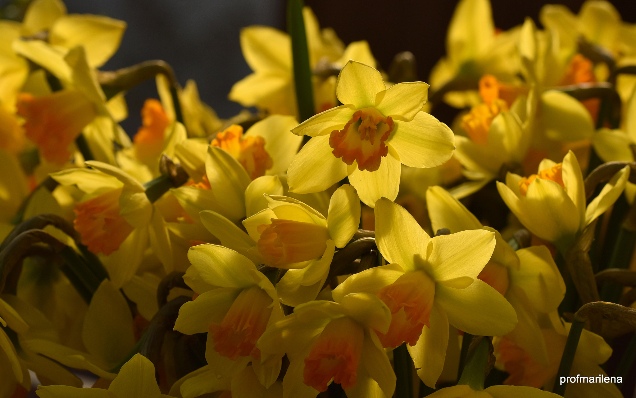 Sigma 105mm F2.8 EX DG OS HSM sample photo. A crowd of golden daffodils photography