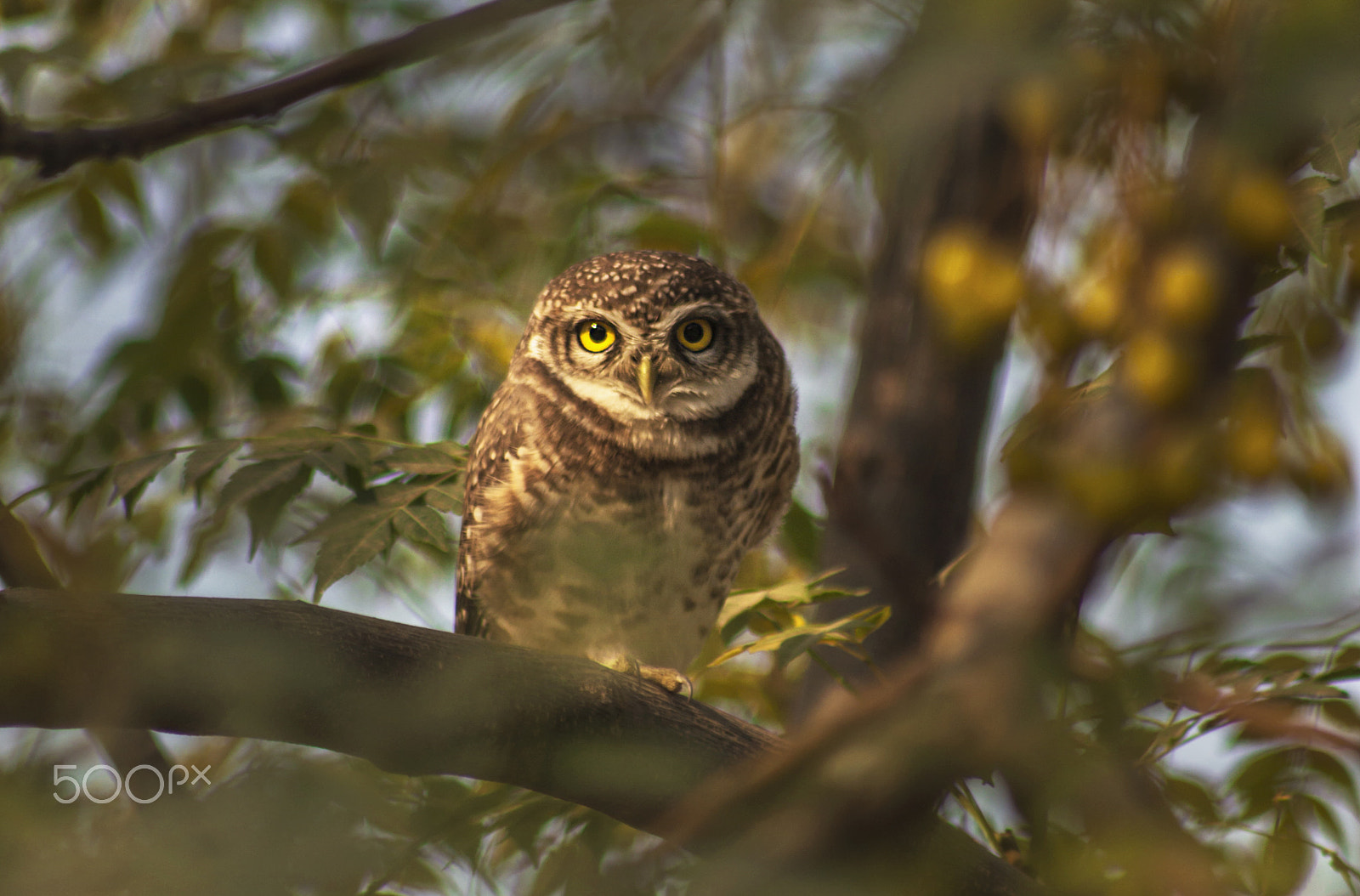 Canon EOS 60D sample photo. Owl_eyes.jpg photography