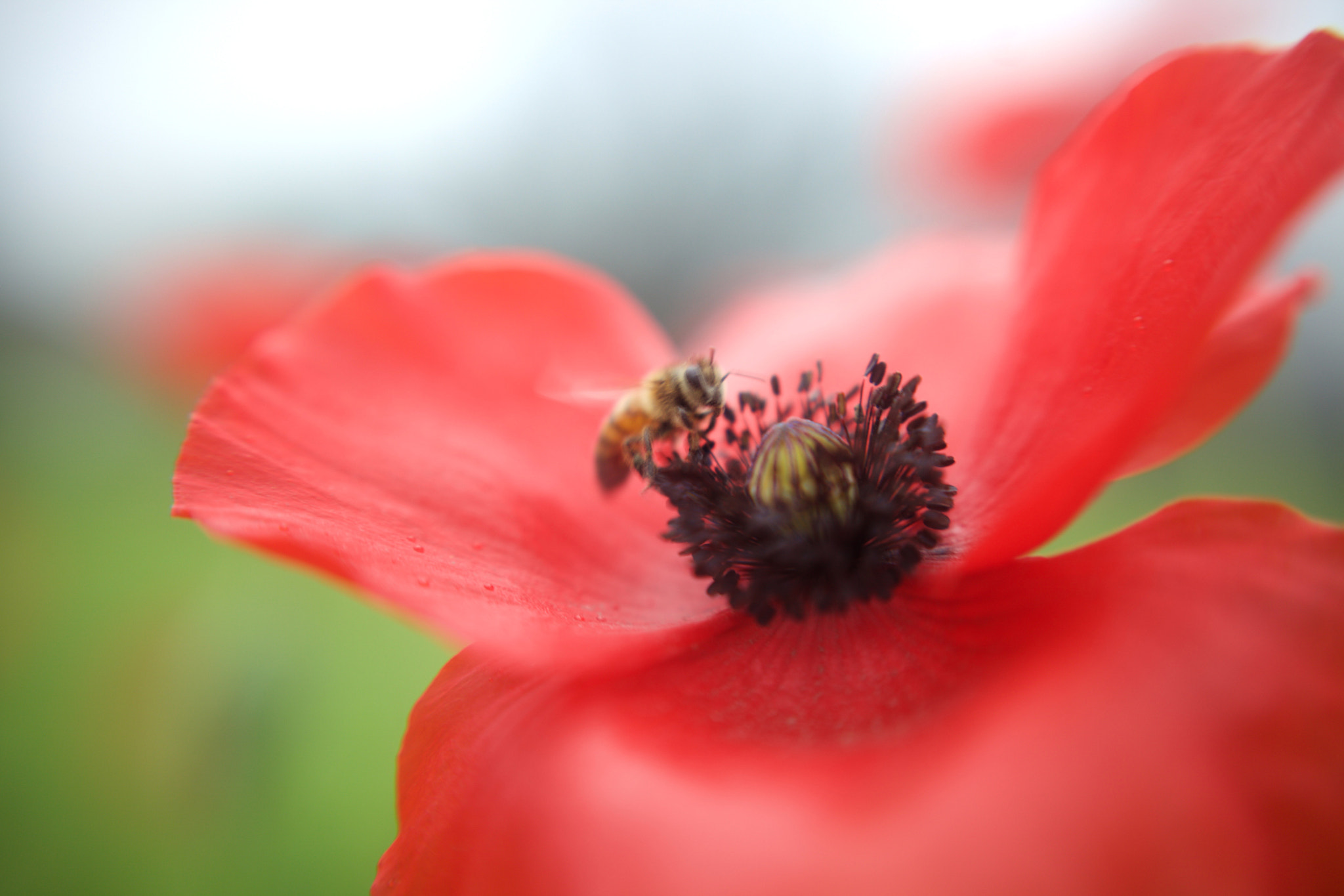 Canon EF 40mm F2.8 STM sample photo. Beauty and the bee photography