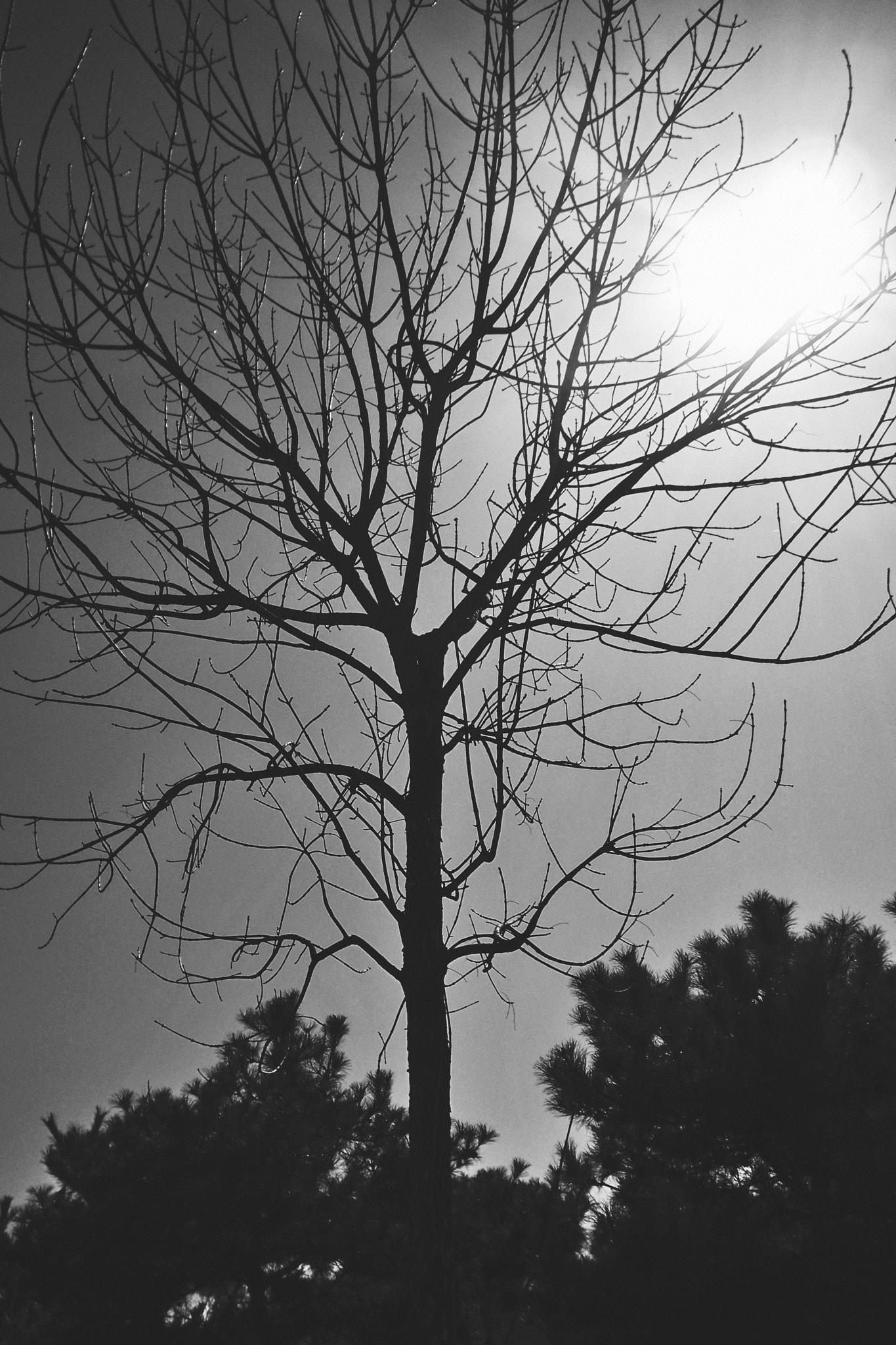 Kodak EasyShare M1033 sample photo. 〖无题〗 photography
