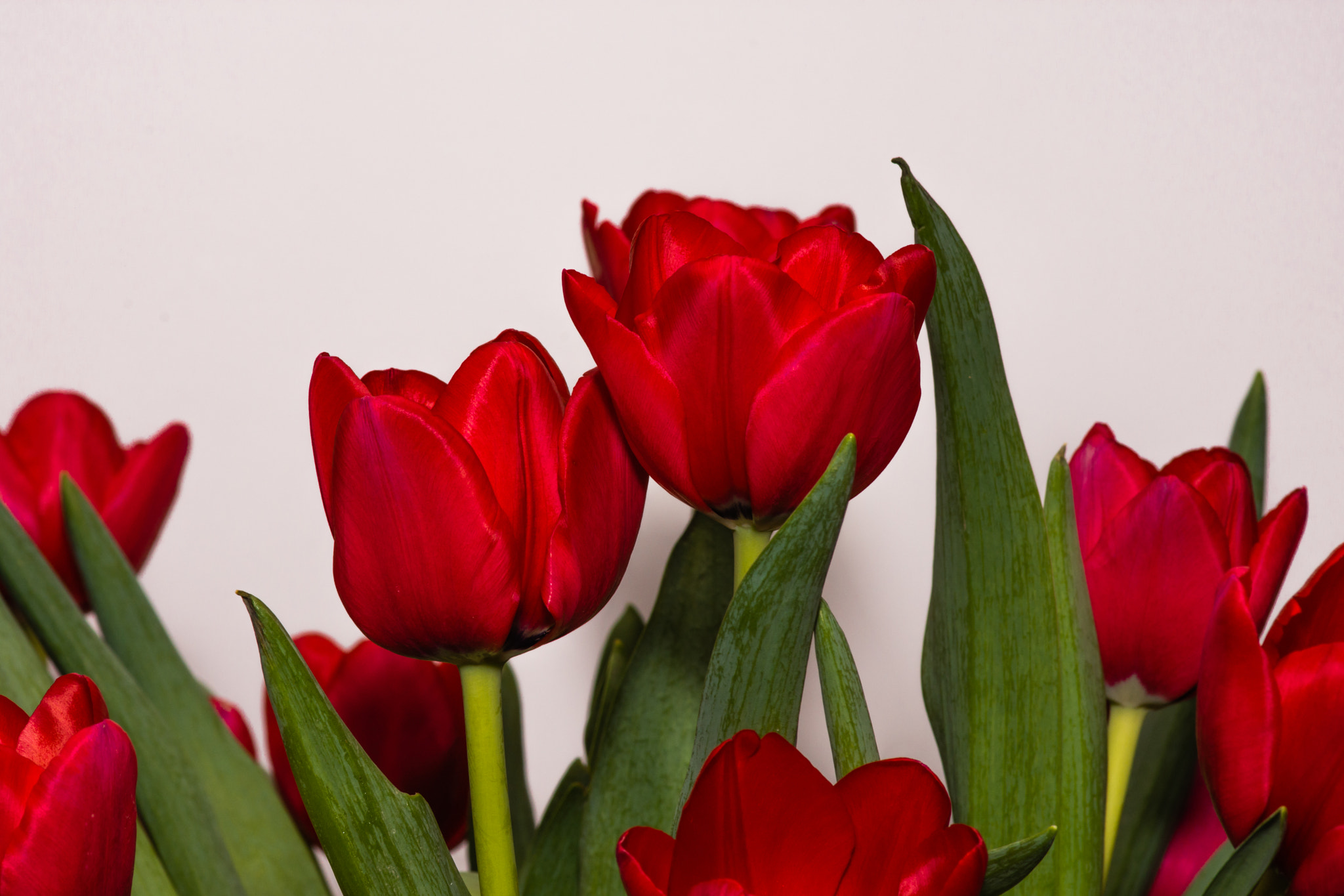 Nikon D7200 + Tokina AT-X Pro 100mm F2.8 Macro sample photo. Bunch of tulips photography