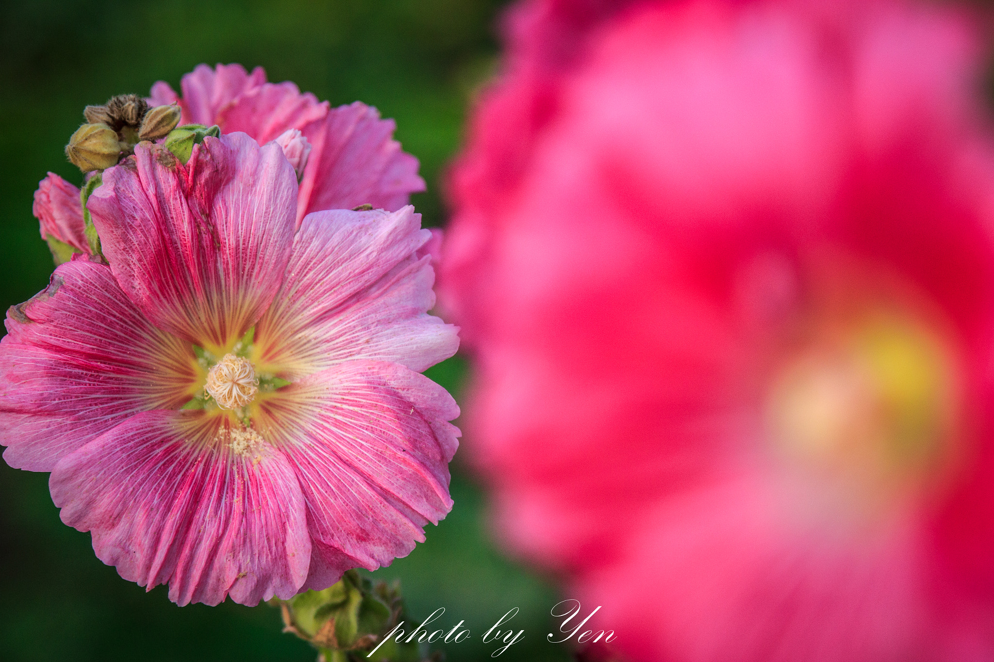 Canon EOS 550D (EOS Rebel T2i / EOS Kiss X4) + Canon EF 24-105mm F4L IS USM sample photo. 蜀葵花 photography