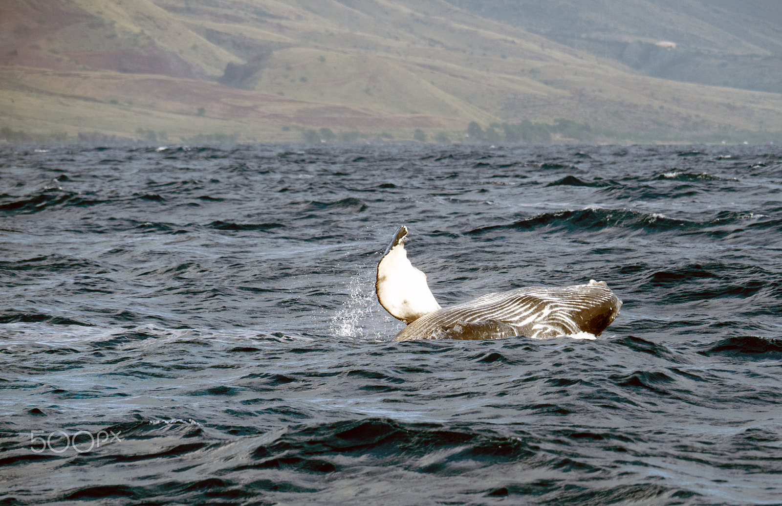 OLYMPUS M.14-150mm F4.0-5.6 II sample photo. Humpback baby antics photography