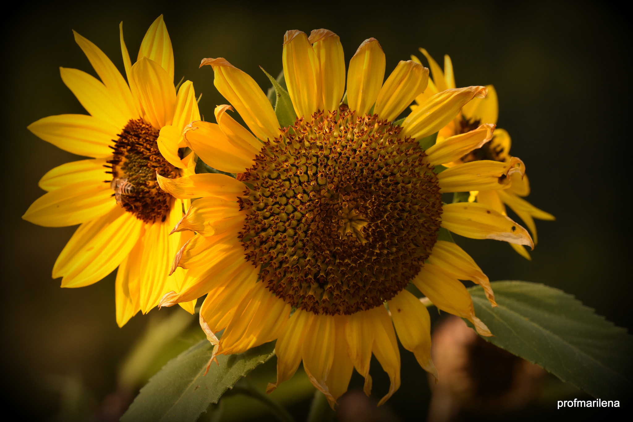 Nikon D810 + Sigma 150mm F2.8 EX DG OS Macro HSM sample photo. Sunflowers photography