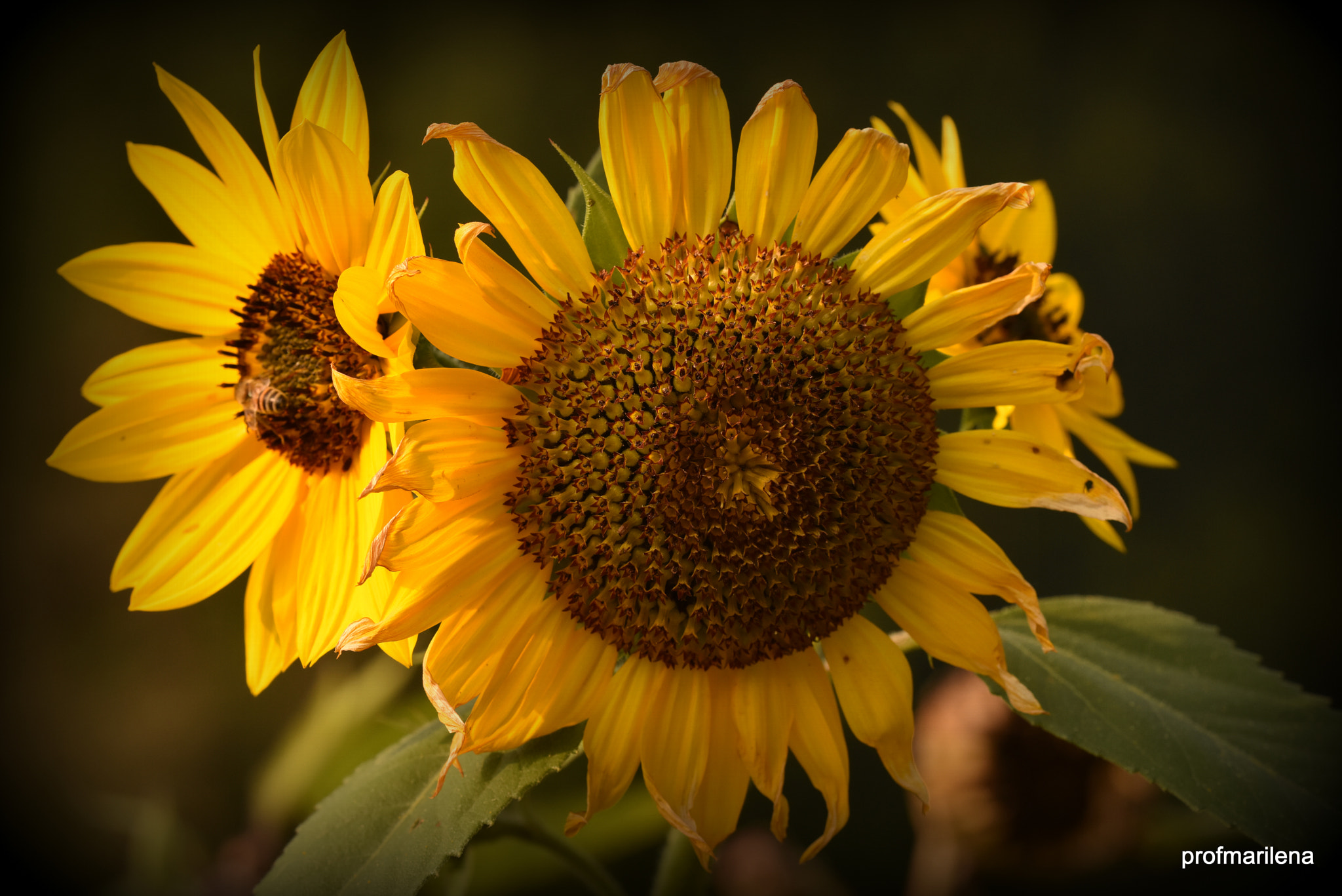 Sigma 150mm F2.8 EX DG OS Macro HSM sample photo. Sunflowers photography