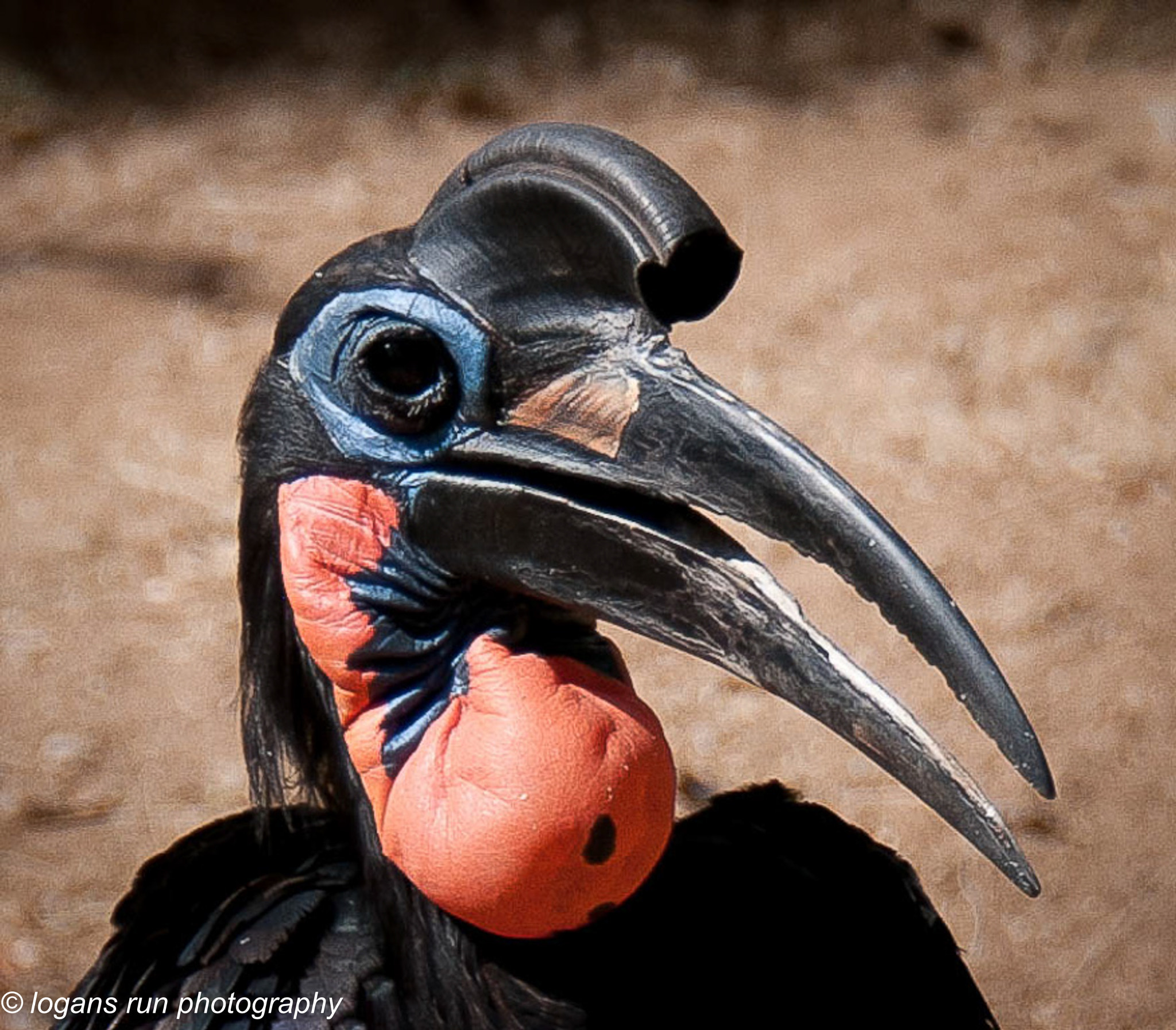 Nikon D300 sample photo. Portrait of the abyssinian ground hornbill photography