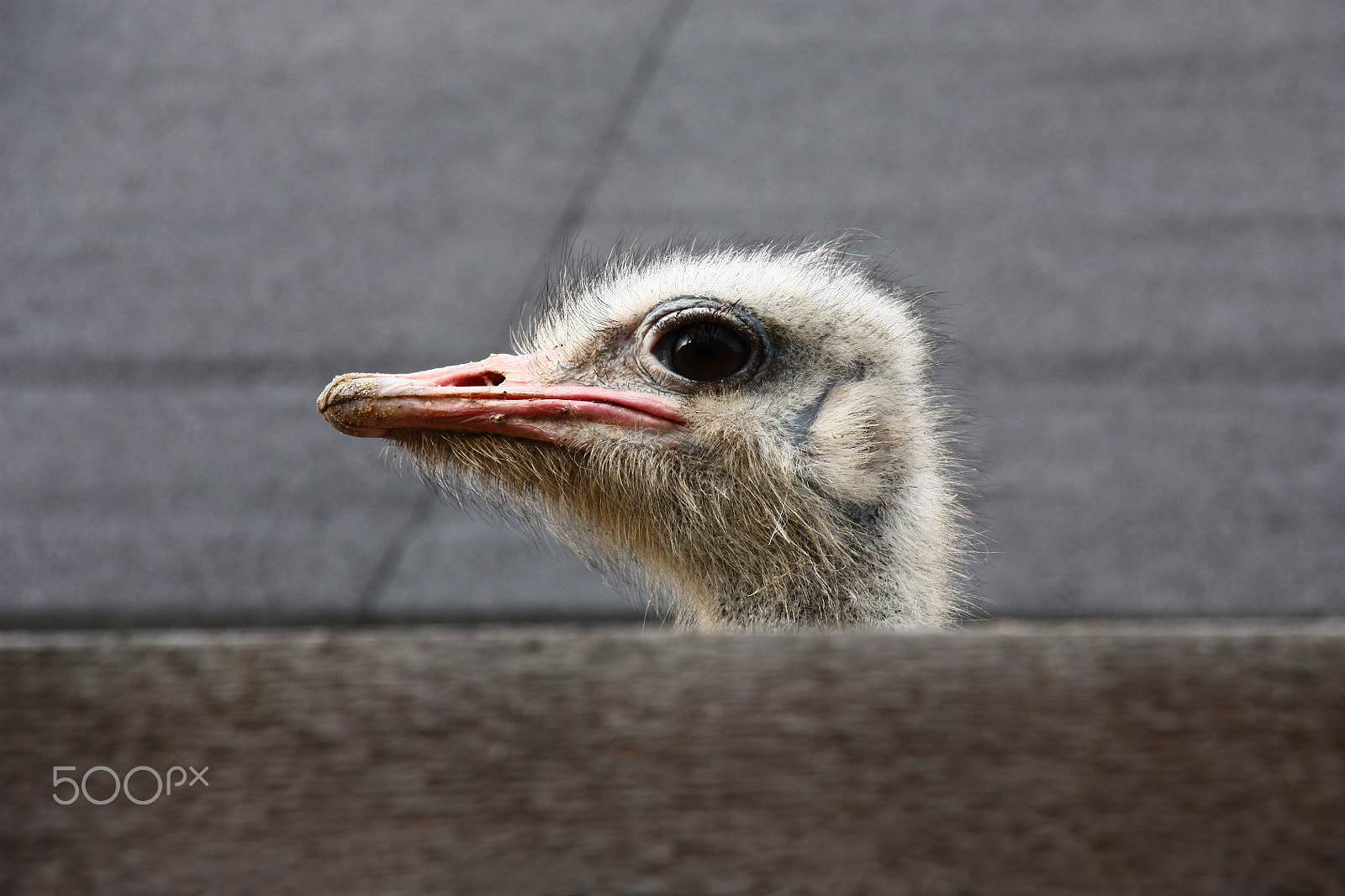 Canon EOS 450D (EOS Rebel XSi / EOS Kiss X2) + Canon EF-S 18-135mm F3.5-5.6 IS STM sample photo. Head of a spying ostrich. photography
