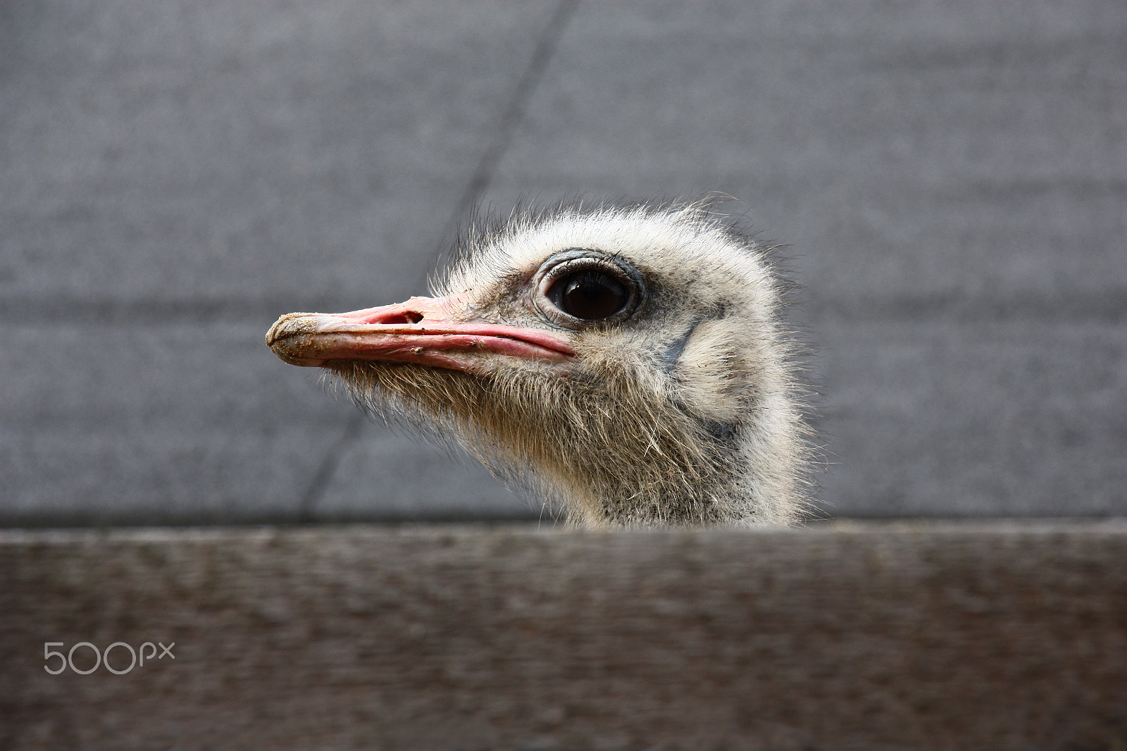 Canon EOS 450D (EOS Rebel XSi / EOS Kiss X2) sample photo. Head of a spying ostrich. photography